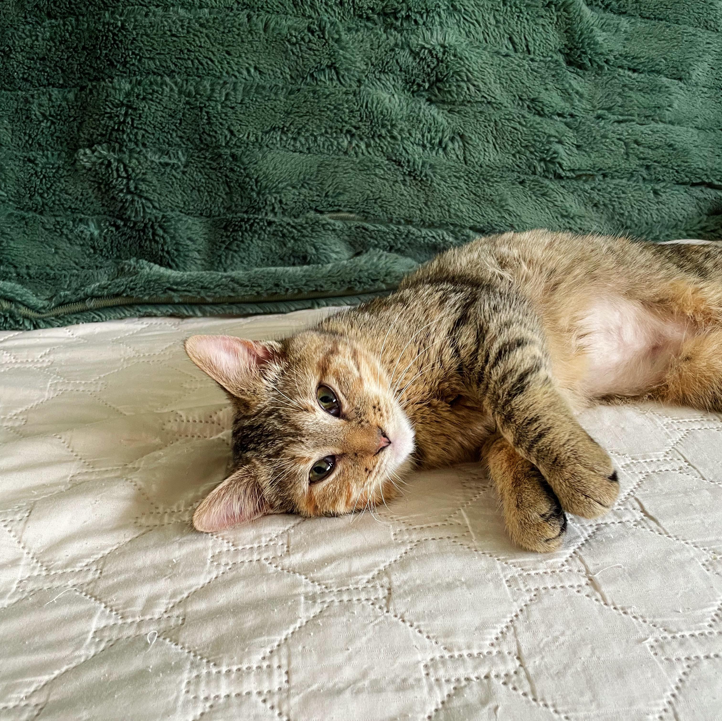 Krista , an adopted Domestic Short Hair in Bethel, OH image 4/4