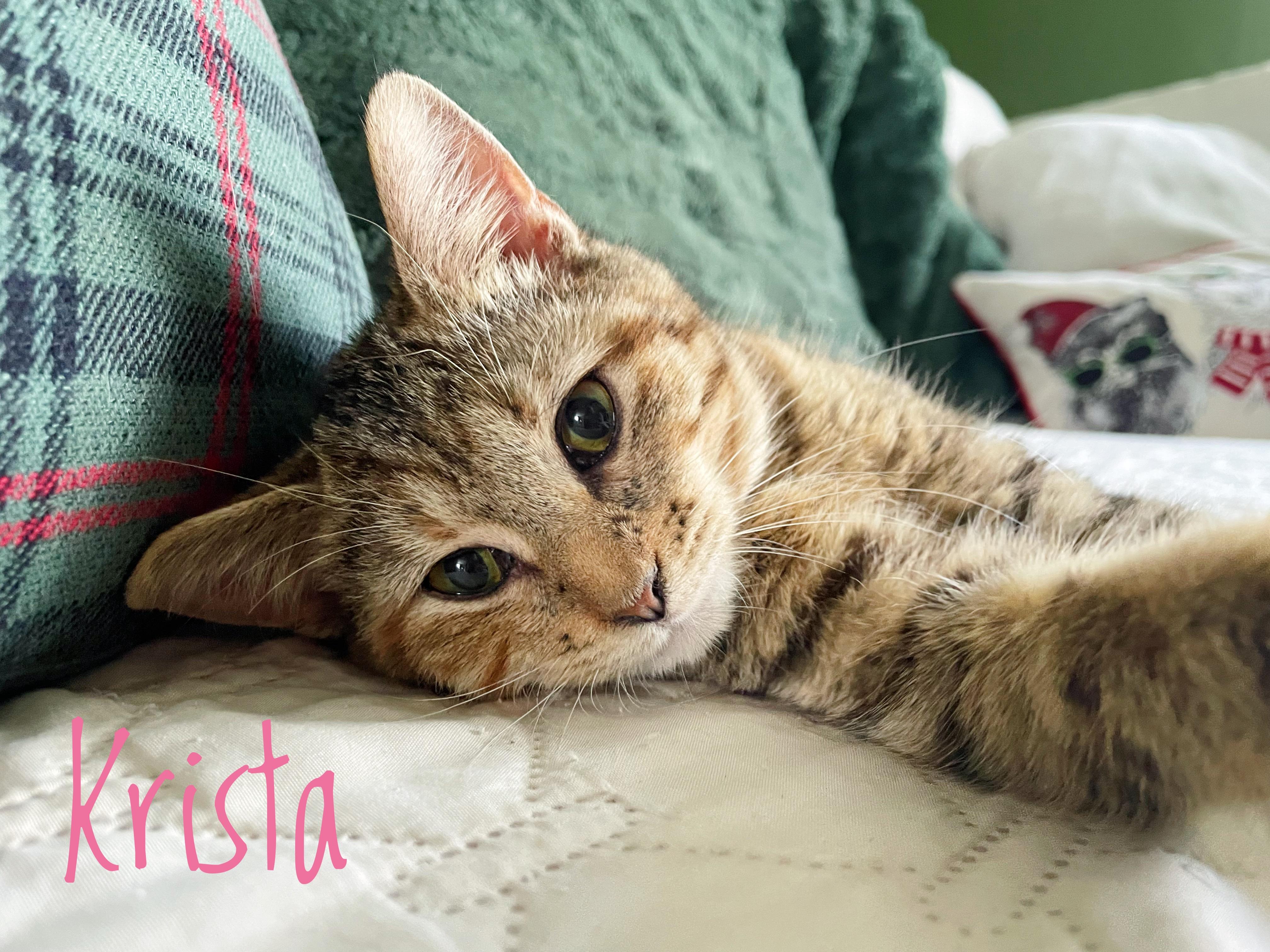 Krista , ADOPTABLE, Kitten Female Domestic Short Hair.