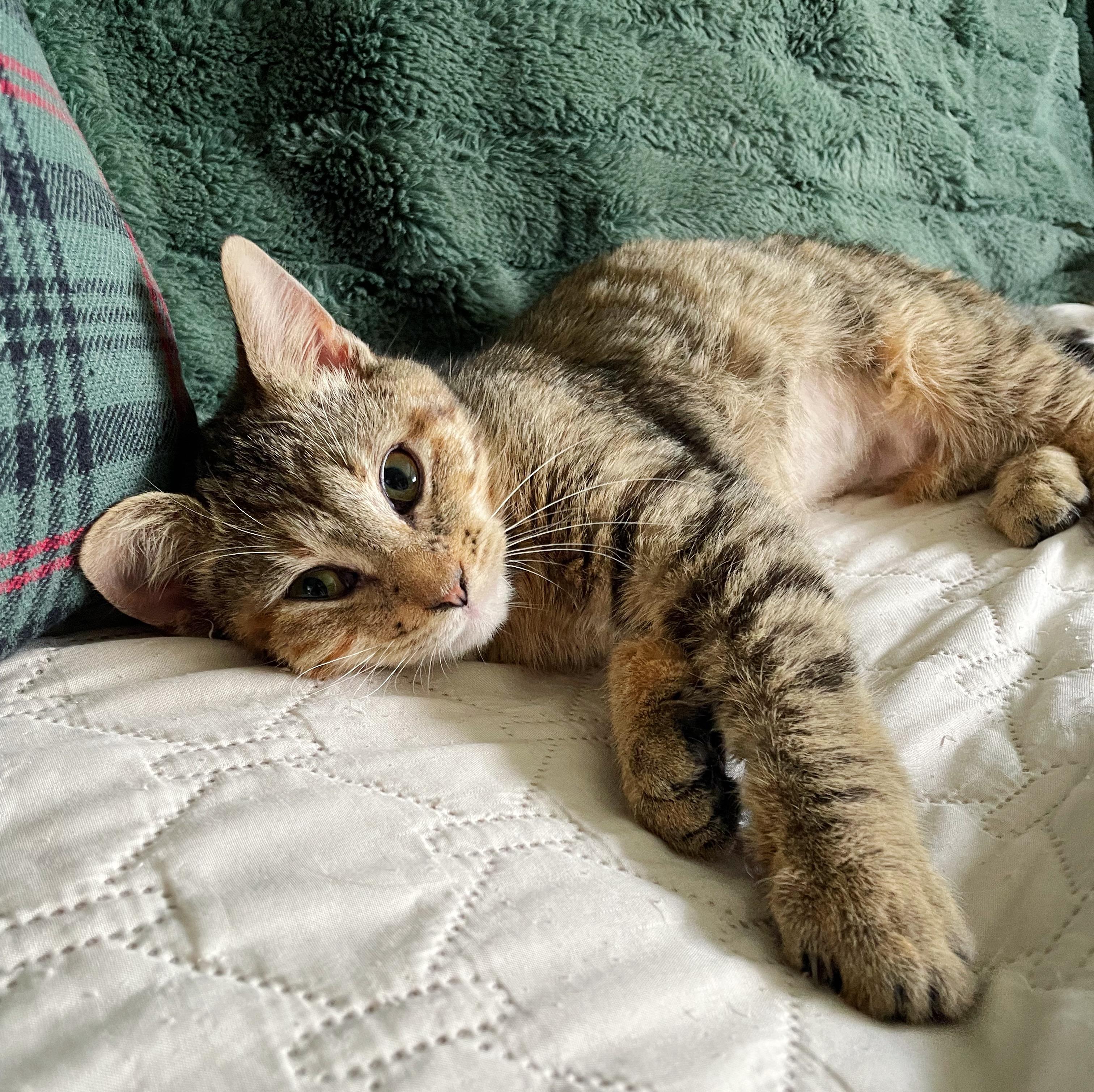 Krista , an adopted Domestic Short Hair in Bethel, OH image 3/4