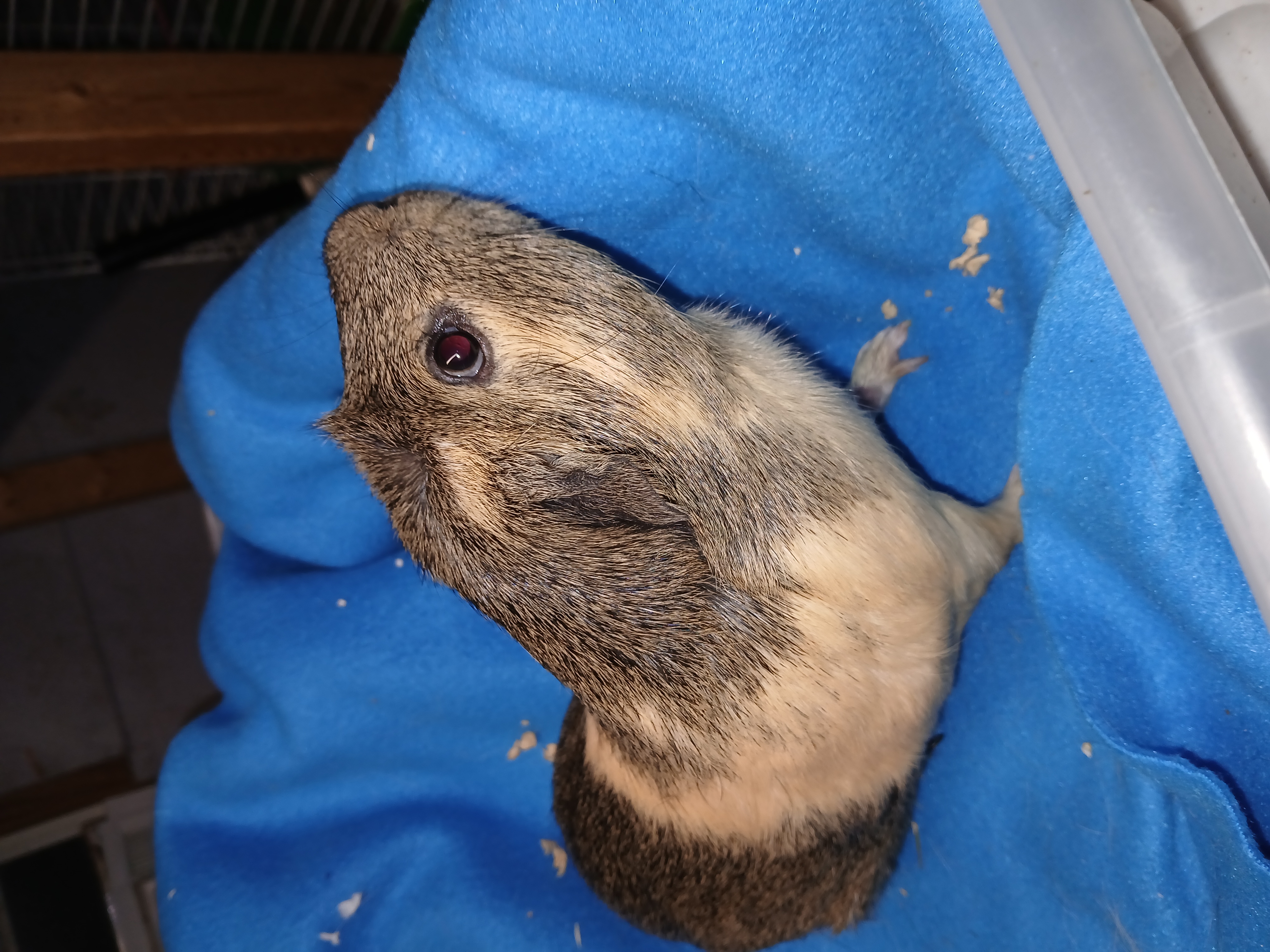 Enlarge Pepper, an adoptable Short-Haired in Dearborn, MO image 2/2