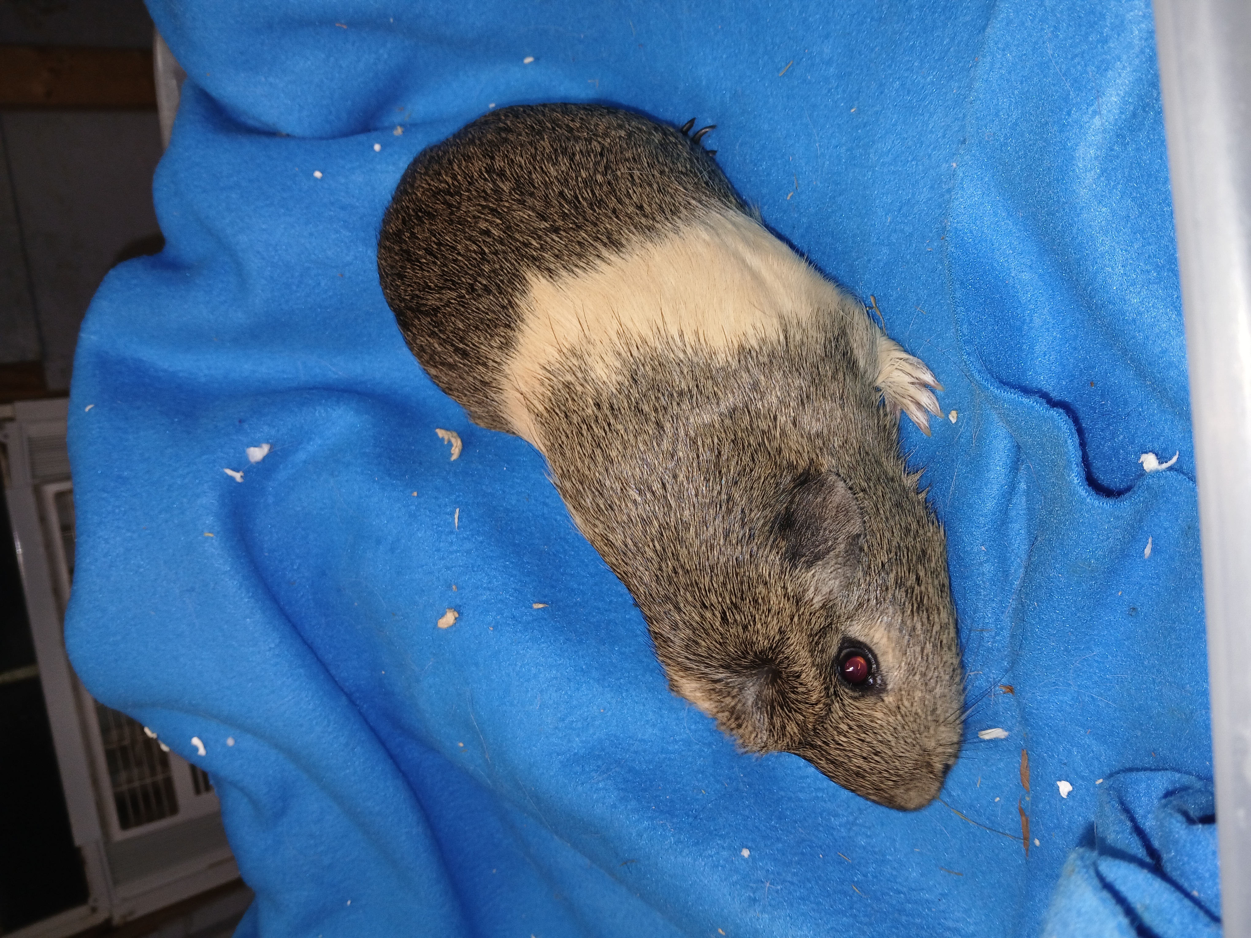 Pepper, adoptable, Adult Male Short-Haired.