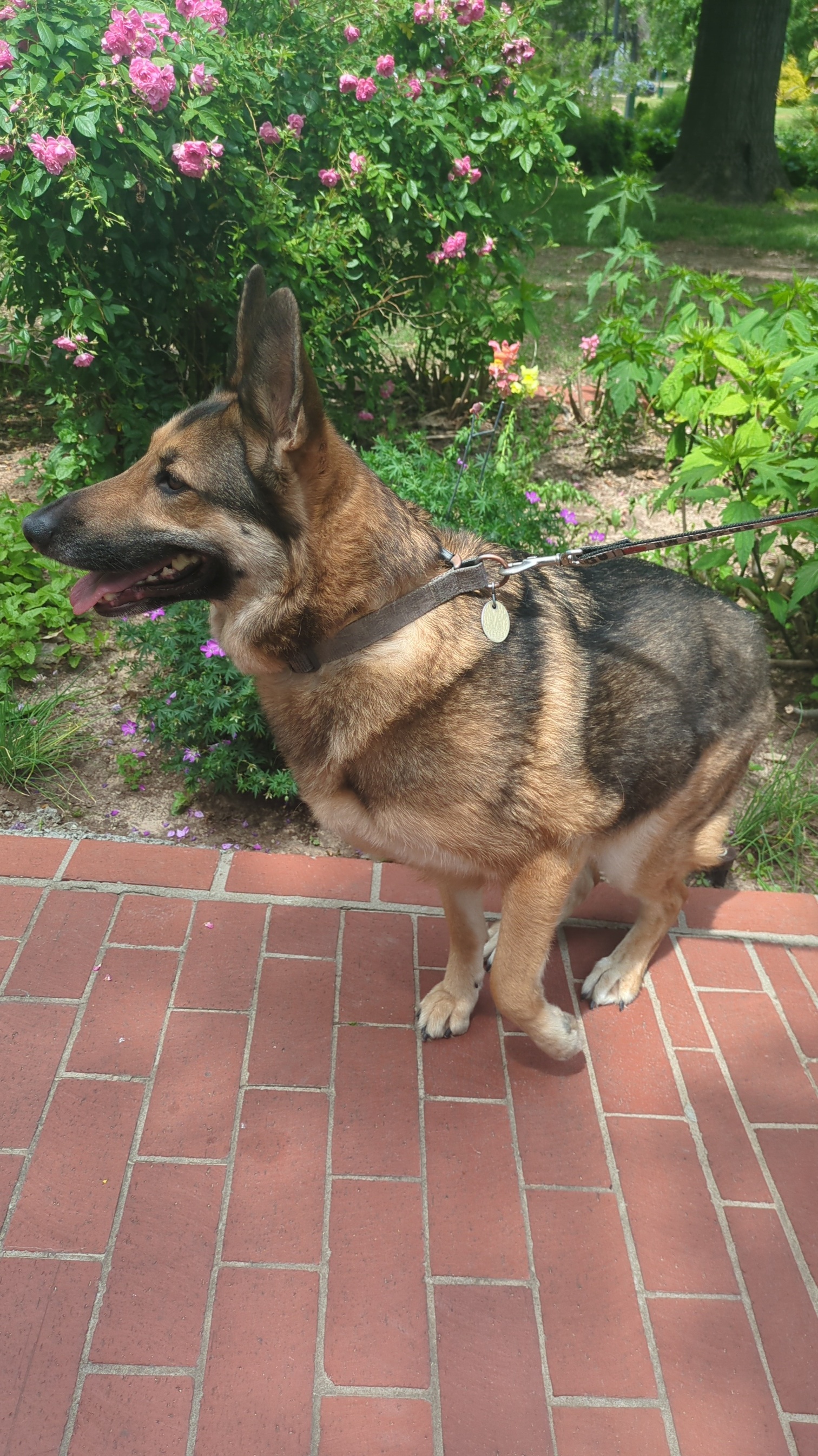 Annabelle, adopted, Adult Female German Shepherd Dog.