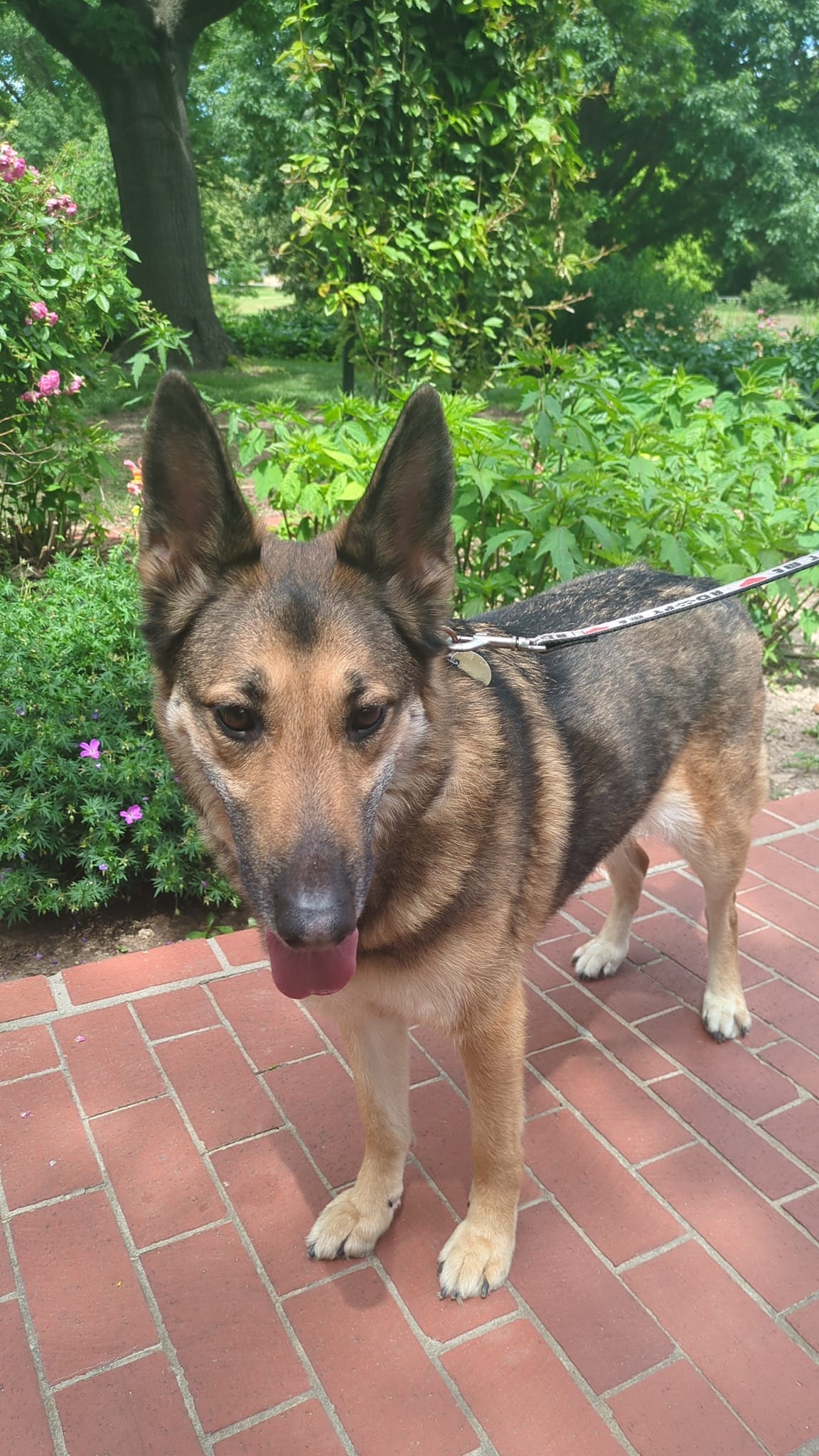 Enlarge Annabelle, an adopted German Shepherd Dog in Ponca City, OK image 3/3