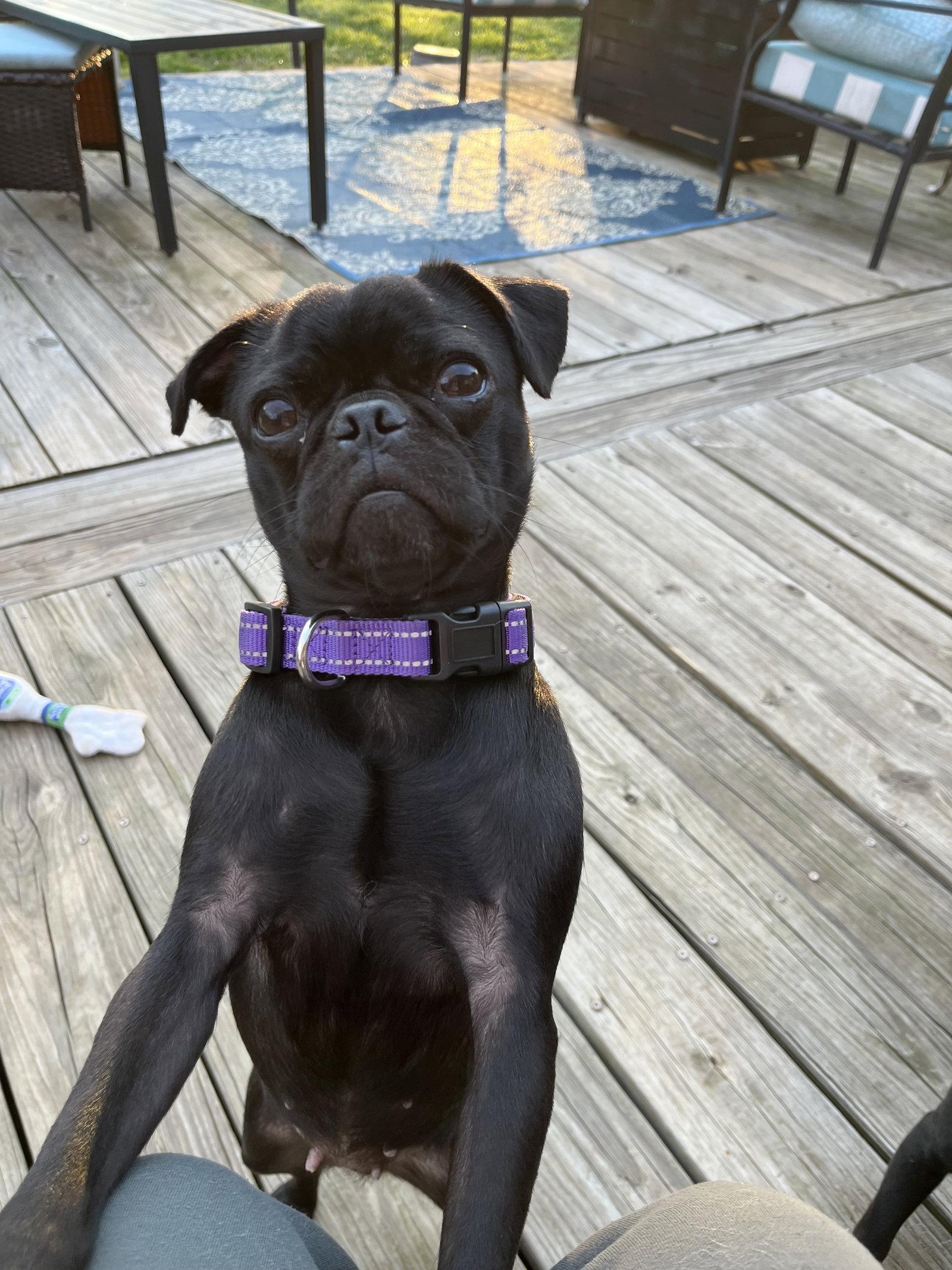 Violet, Adoptable, Young Female Pug.