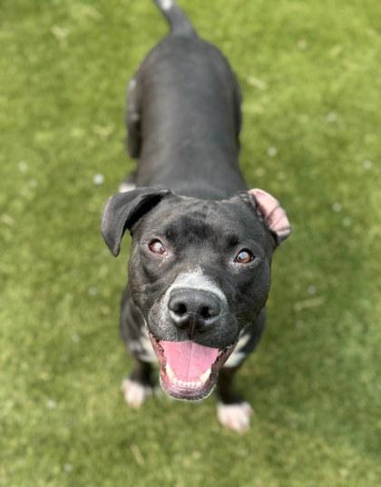 Enlarge Pebbles, a Adoptable mixed breed in Twinsburg, OH image 1/3