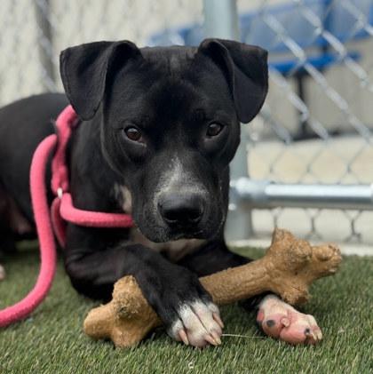 Enlarge Pebbles, a Adoptable mixed breed in Twinsburg, OH image 1/3