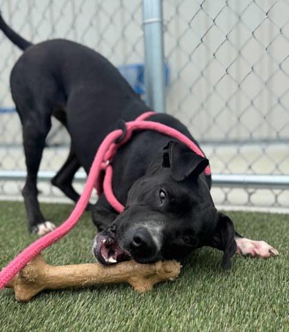 Enlarge Pebbles, a Adoptable mixed breed in Twinsburg, OH image 3/3