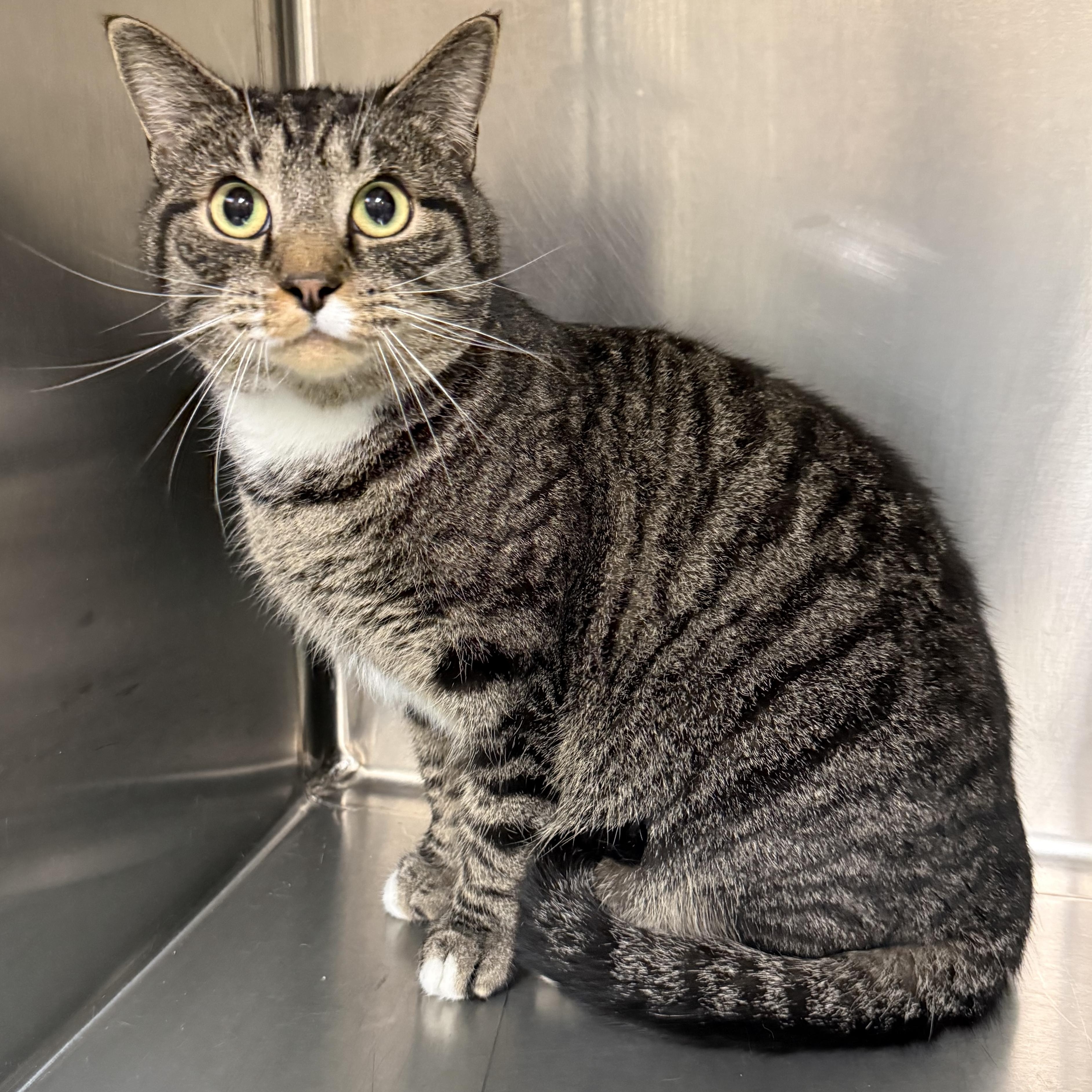 Valentino, Adoptable, Adult Male Domestic Short Hair.