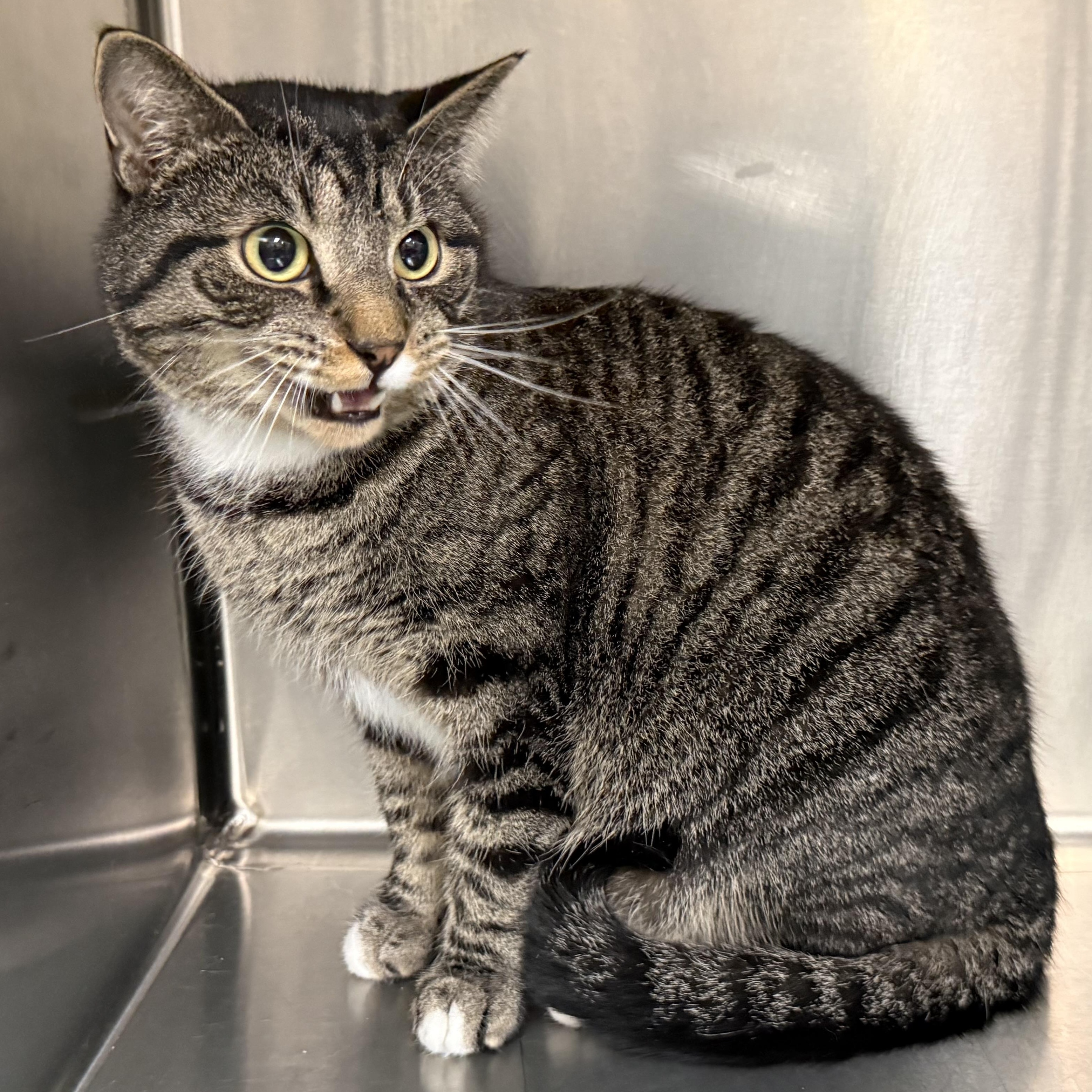 Valentino, a Adoptable mixed breed in Latrobe, PA image 3/3