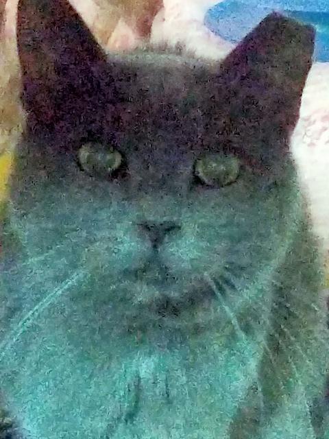 Franco (Sponsored), Adoptable, Senior Male Domestic Short Hair.