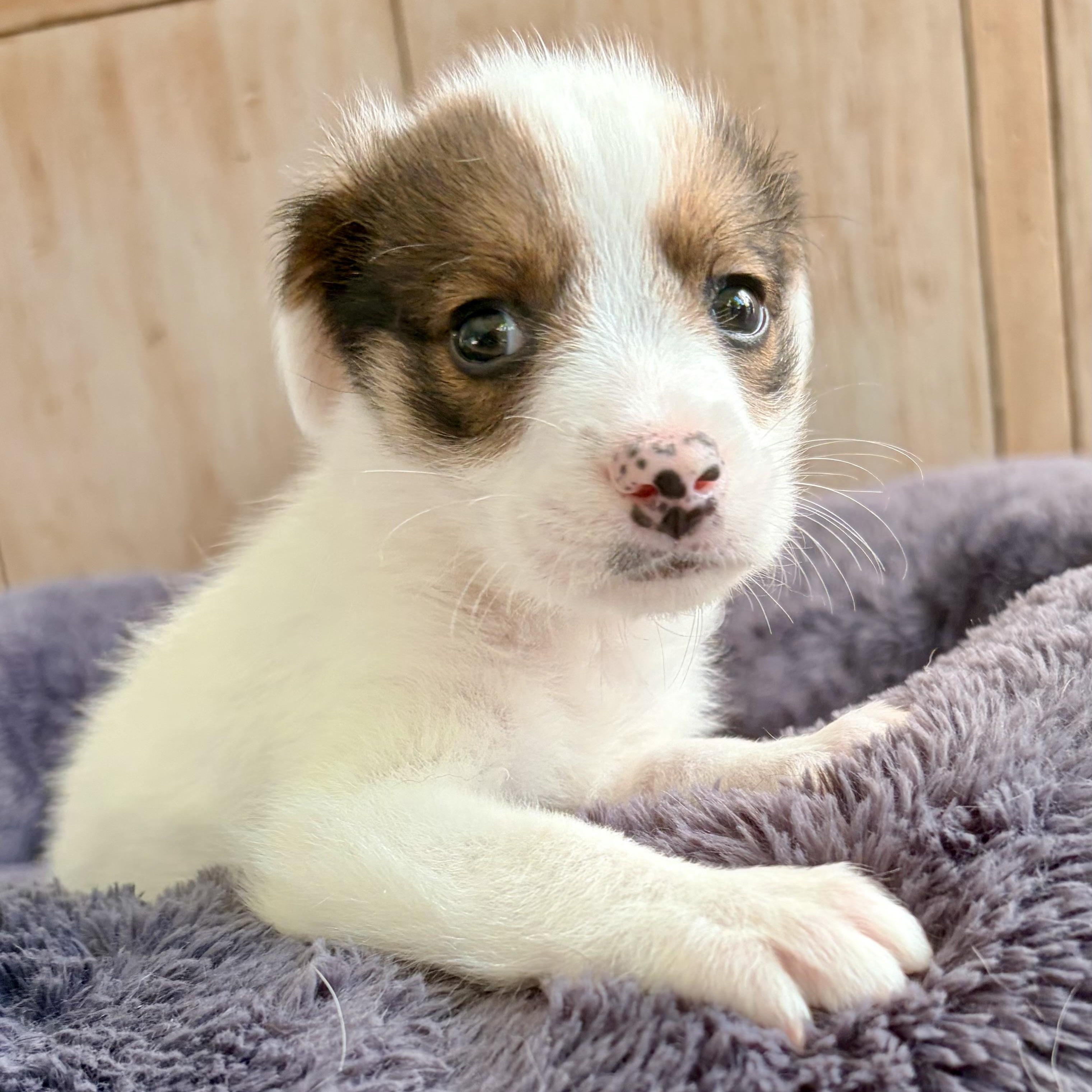 Enlarge BUBBLES- Local, an adopted mixed breed in Warwick, RI image 5/6