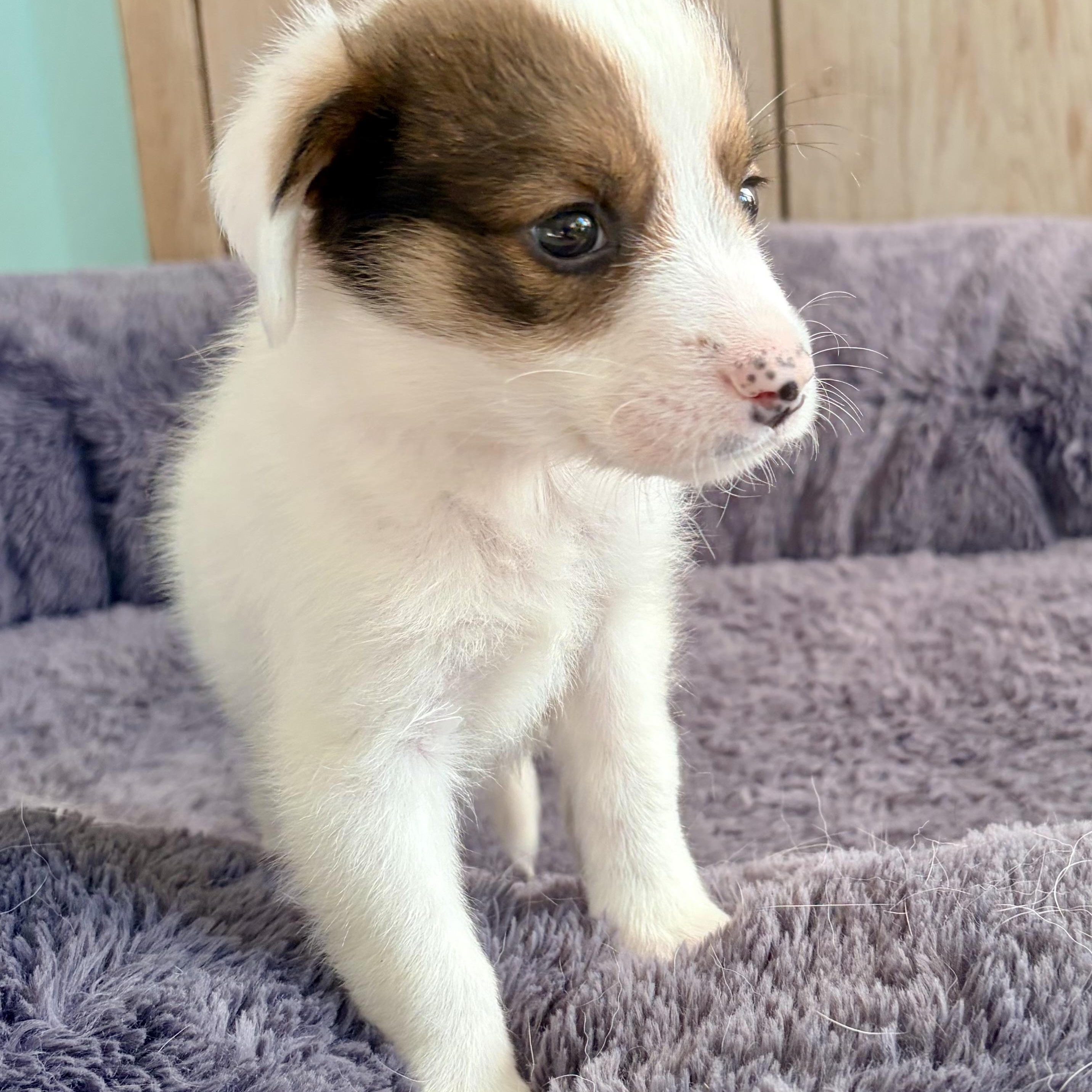 Enlarge BUBBLES- Local, an adopted mixed breed in Warwick, RI image 6/6