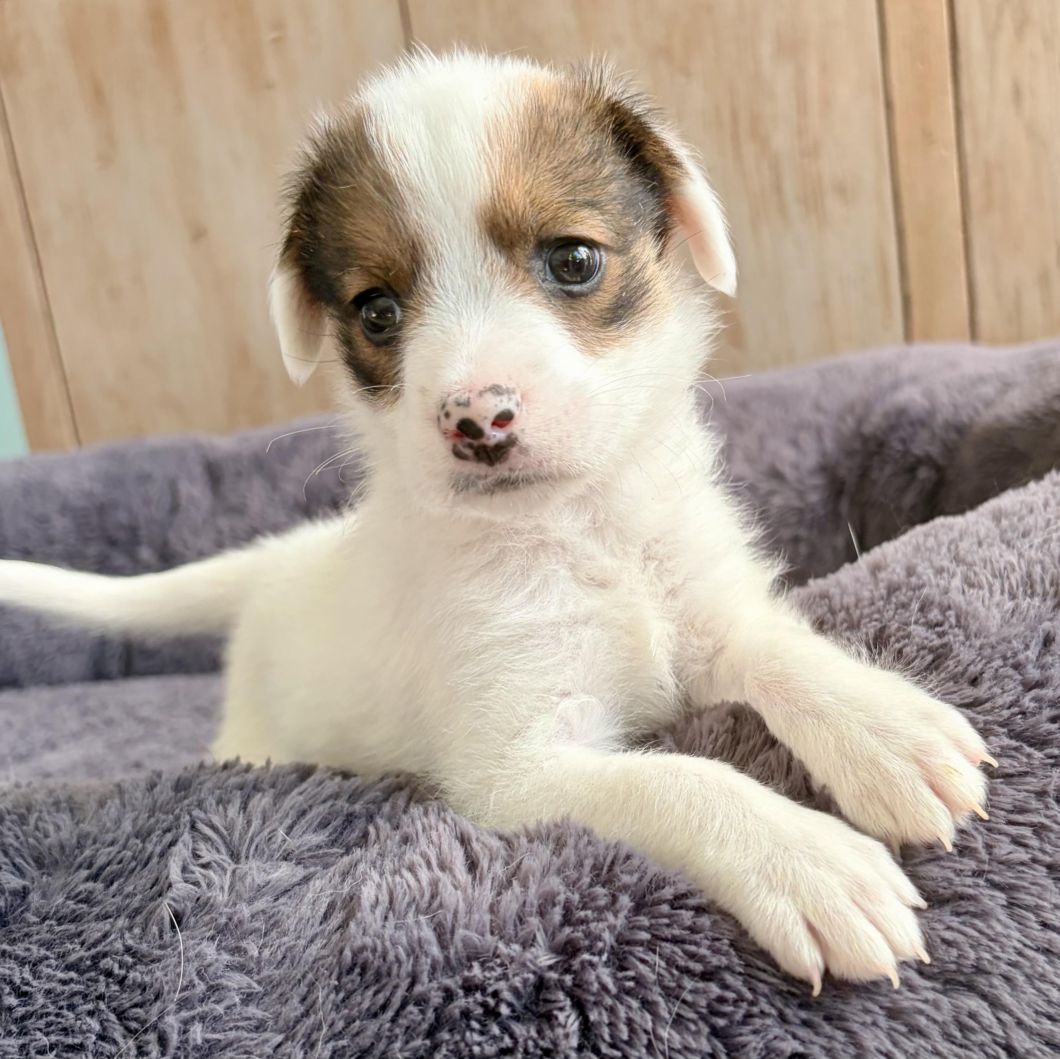 Enlarge BUBBLES- Local, an adopted mixed breed in Warwick, RI image 2/6