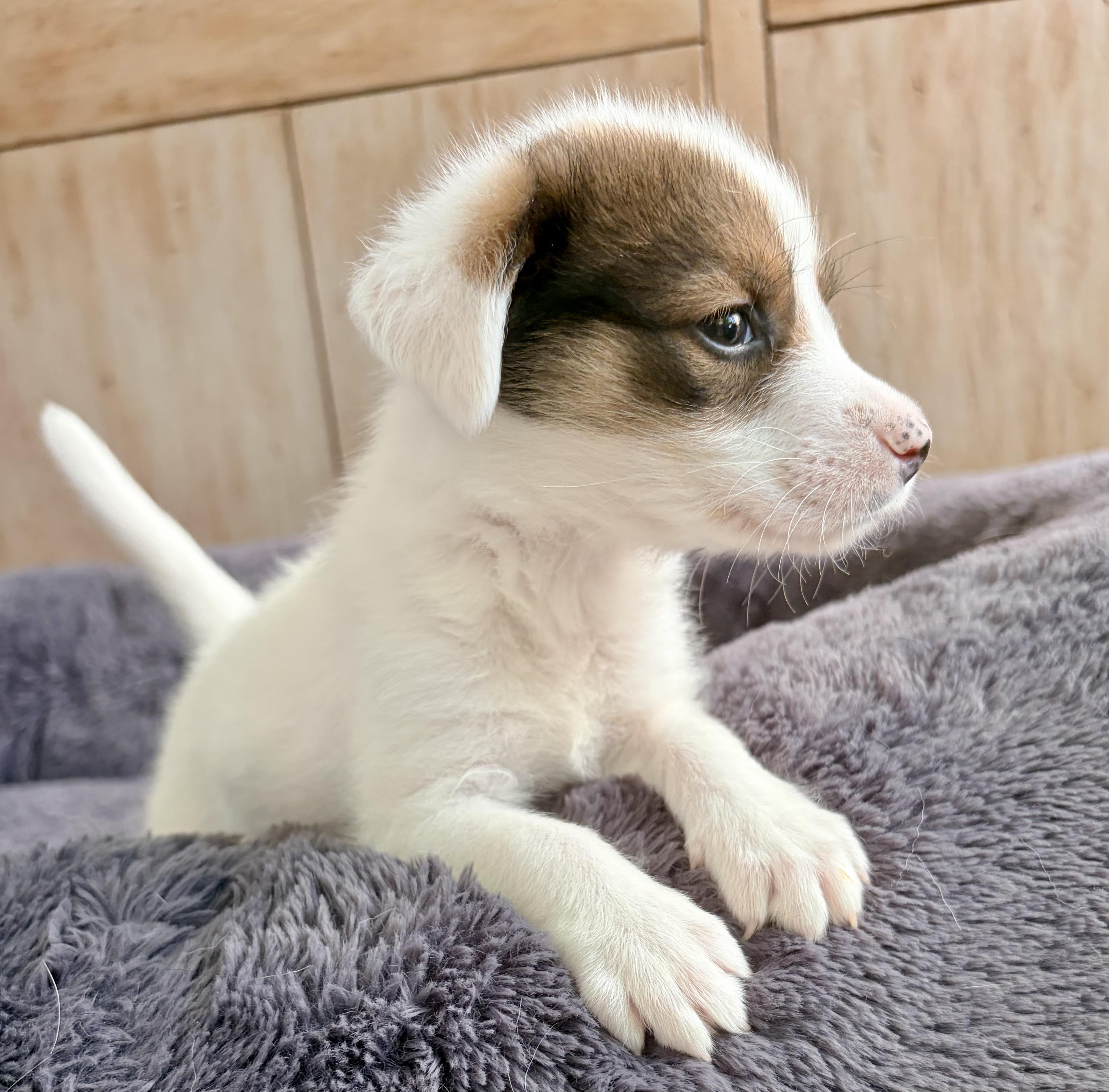 Enlarge BUBBLES- Local, an adopted mixed breed in Warwick, RI image 4/6