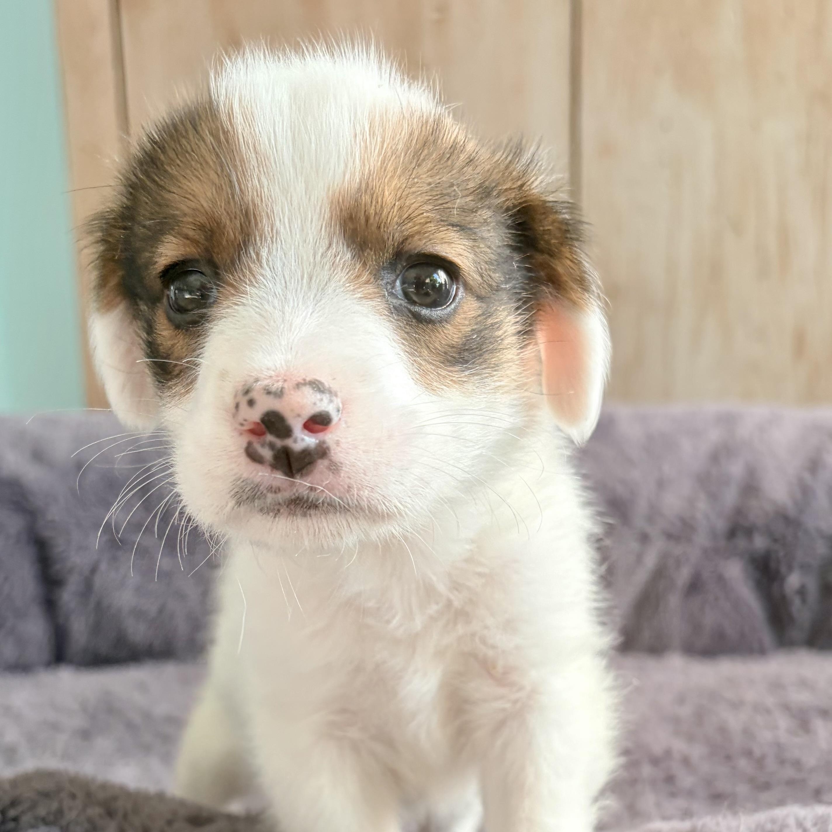 BUBBLES- Local, adopted, Puppy Female Australian Shepherd.