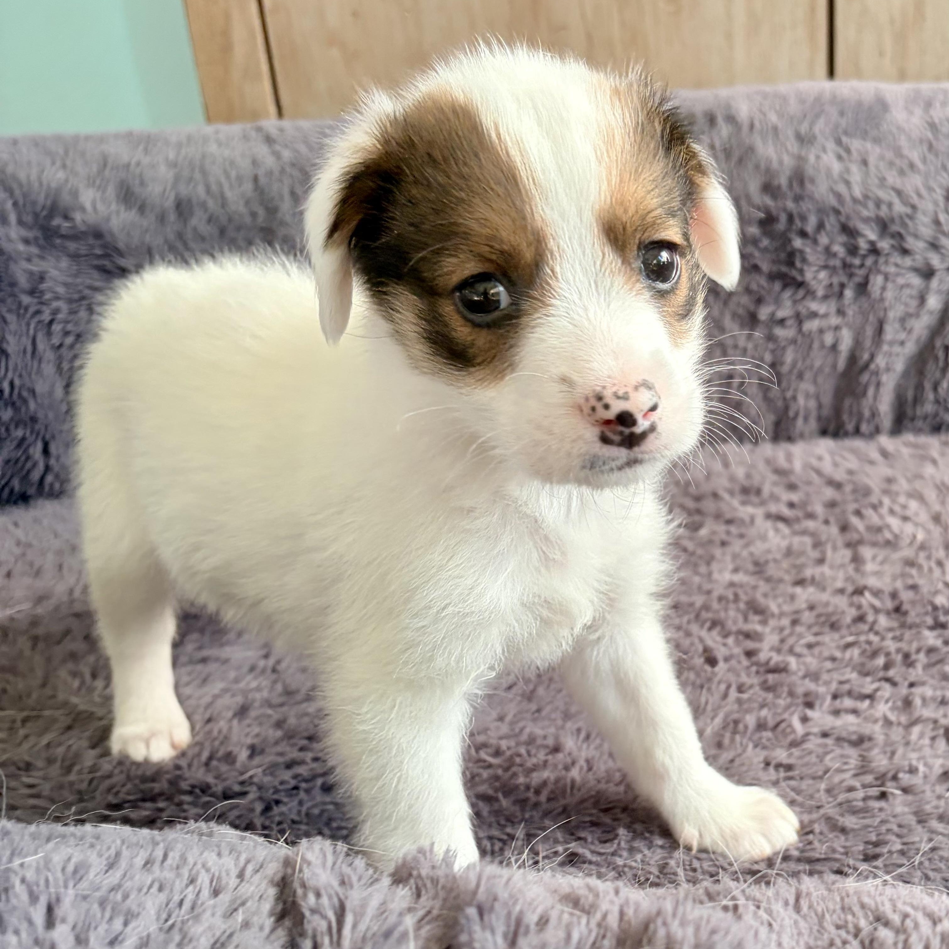 Enlarge BUBBLES- Local, an adopted mixed breed in Warwick, RI image 3/6