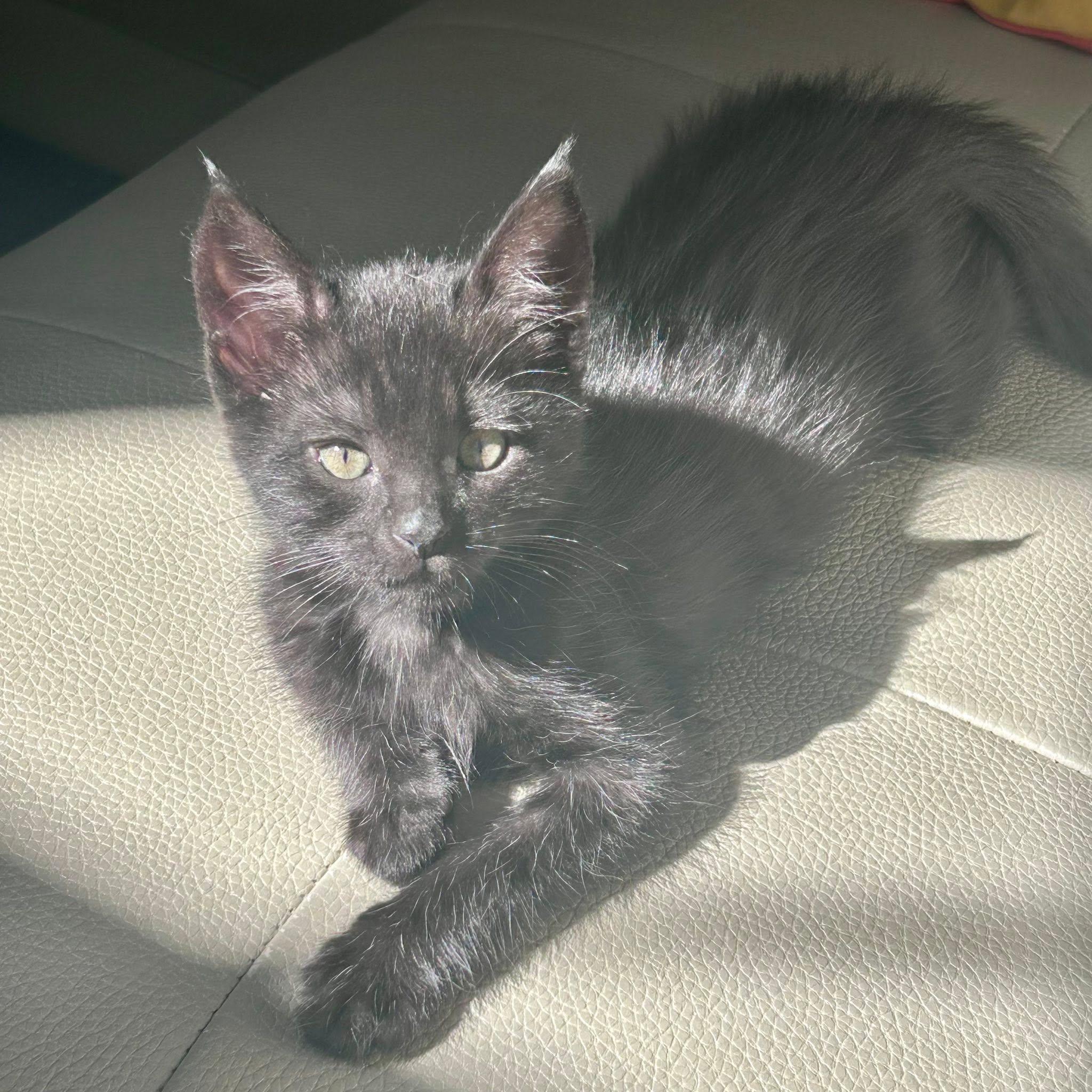 Pip, a ADOPTABLE Domestic Short Hair in Rocklin, CA image 3/5