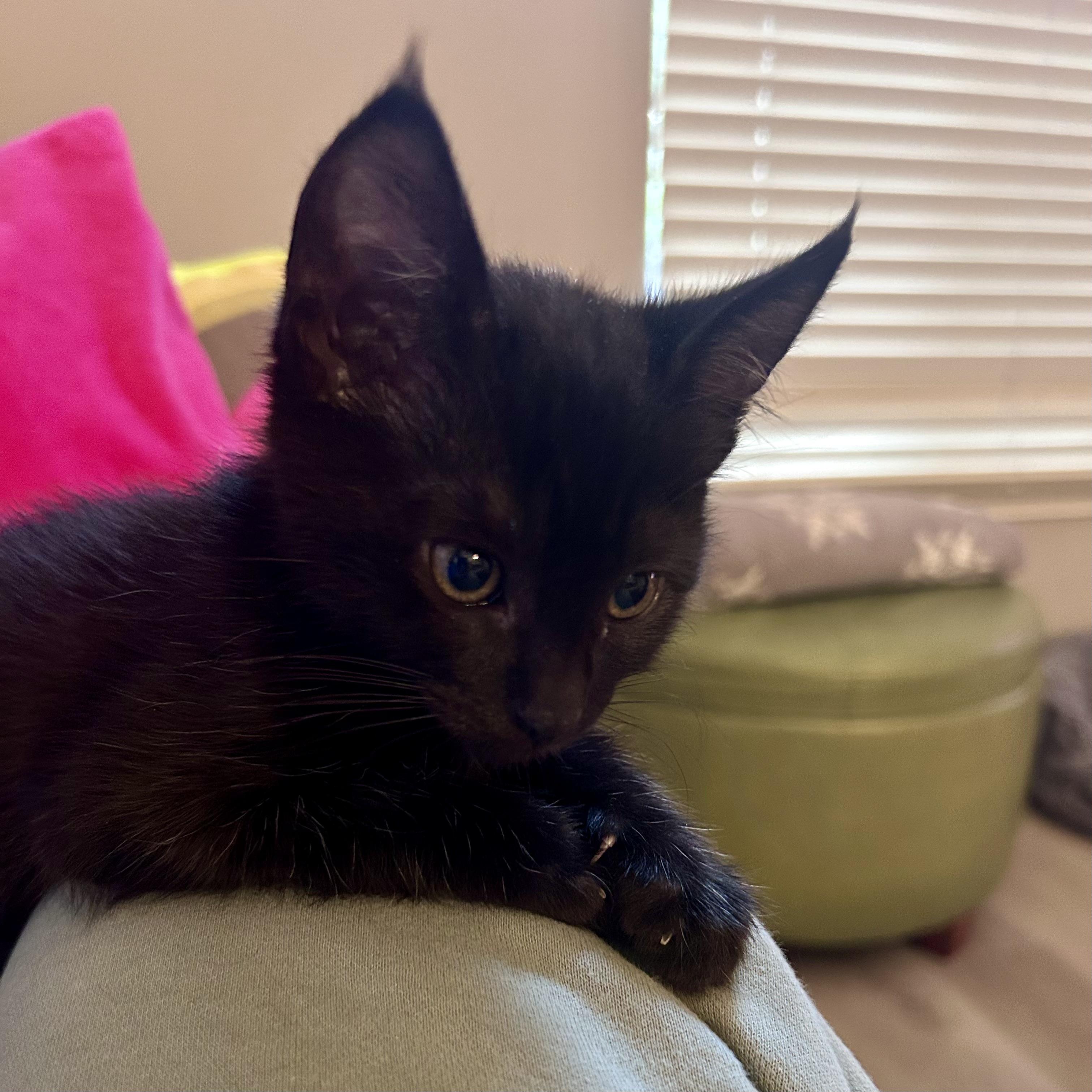 Pip, a ADOPTABLE Domestic Short Hair in Rocklin, CA image 5/5