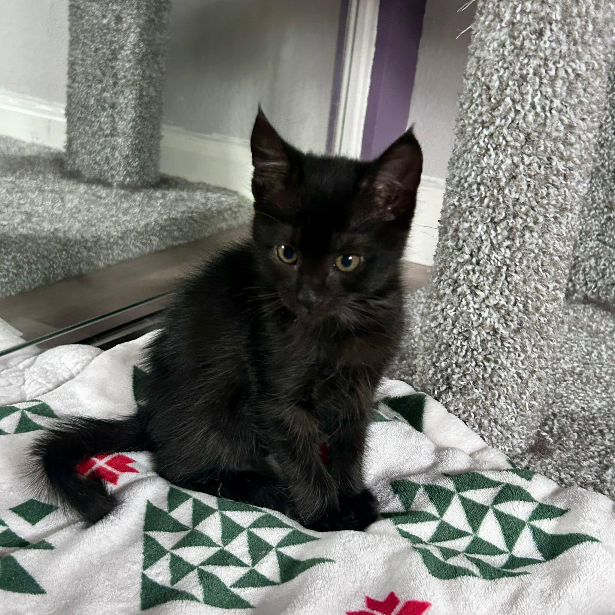 Pip, a ADOPTABLE Domestic Short Hair in Rocklin, CA image 2/5