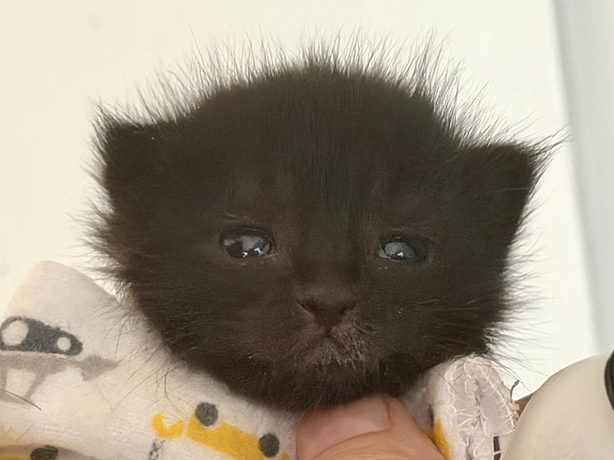 Pip, ADOPTABLE, Kitten Female Domestic Short Hair.