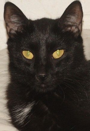 Enlarge Bernie, a Adoptable mixed breed in Savannah, MO image 1/1