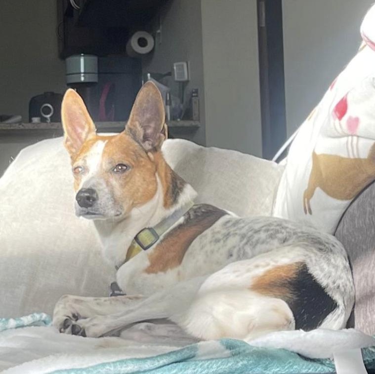 Tobby, ADOPTABLE, Adult Male Jack Russell Terrier & Chihuahua.