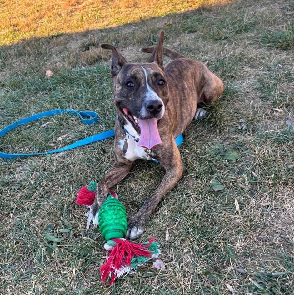 Enlarge Blueberry, an adoptable mixed breed in Phoenixville, PA image 6/6