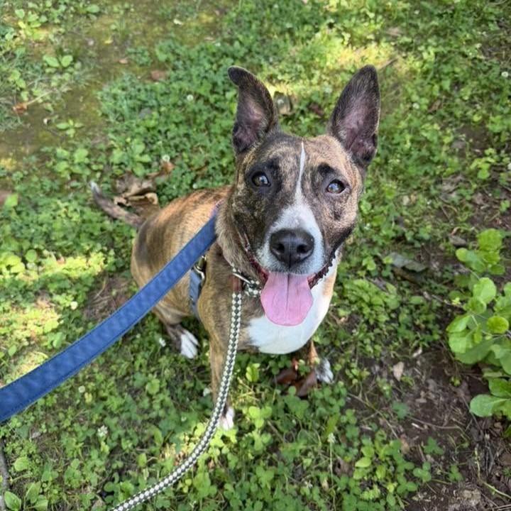 Blueberry, adoptable, Young Female Pit Bull Terrier.