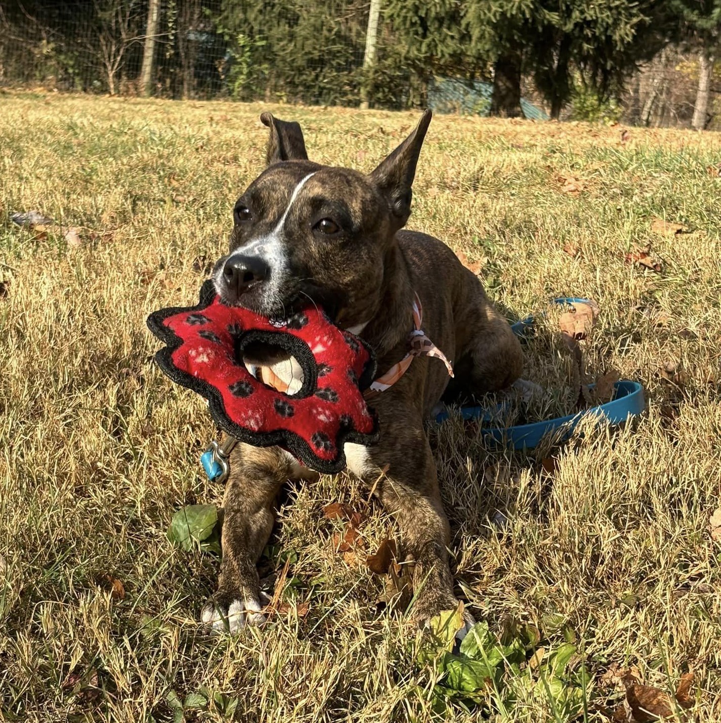 Enlarge Blueberry, an adoptable mixed breed in Phoenixville, PA image 5/6