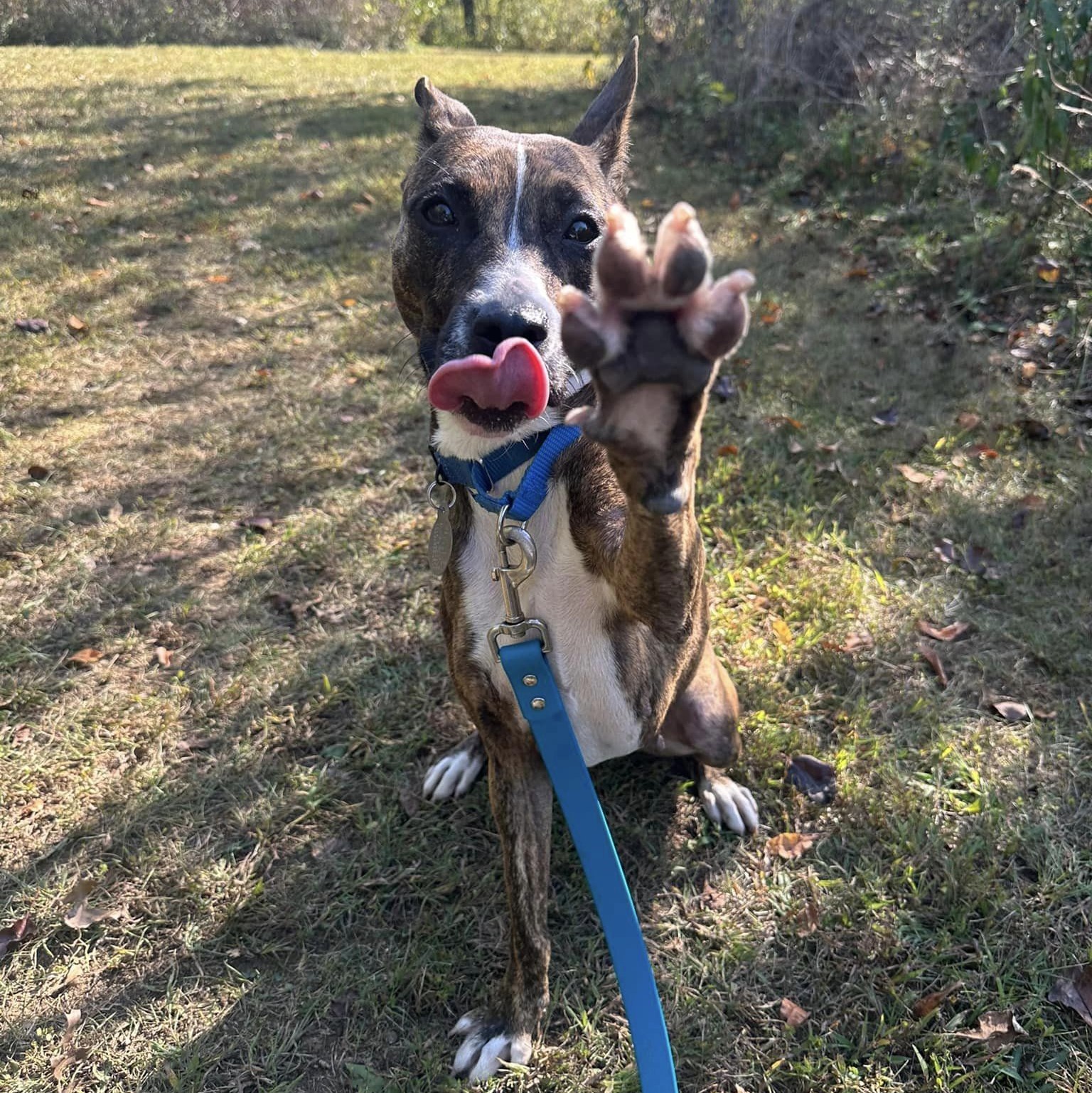 Enlarge Blueberry, an adoptable mixed breed in Phoenixville, PA image 3/6