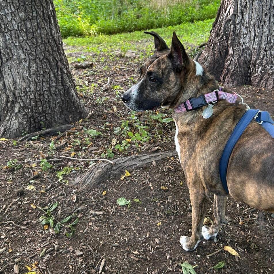 Enlarge Blueberry, an adoptable mixed breed in Phoenixville, PA image 4/6