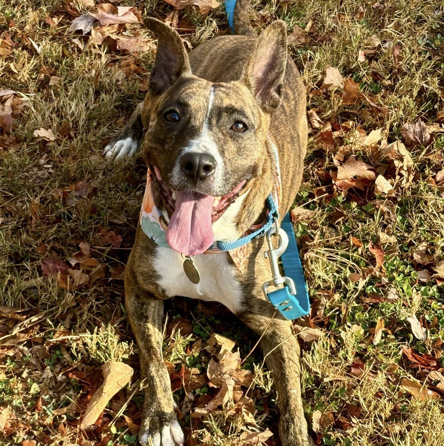 Enlarge Blueberry, an adoptable mixed breed in Phoenixville, PA image 2/6