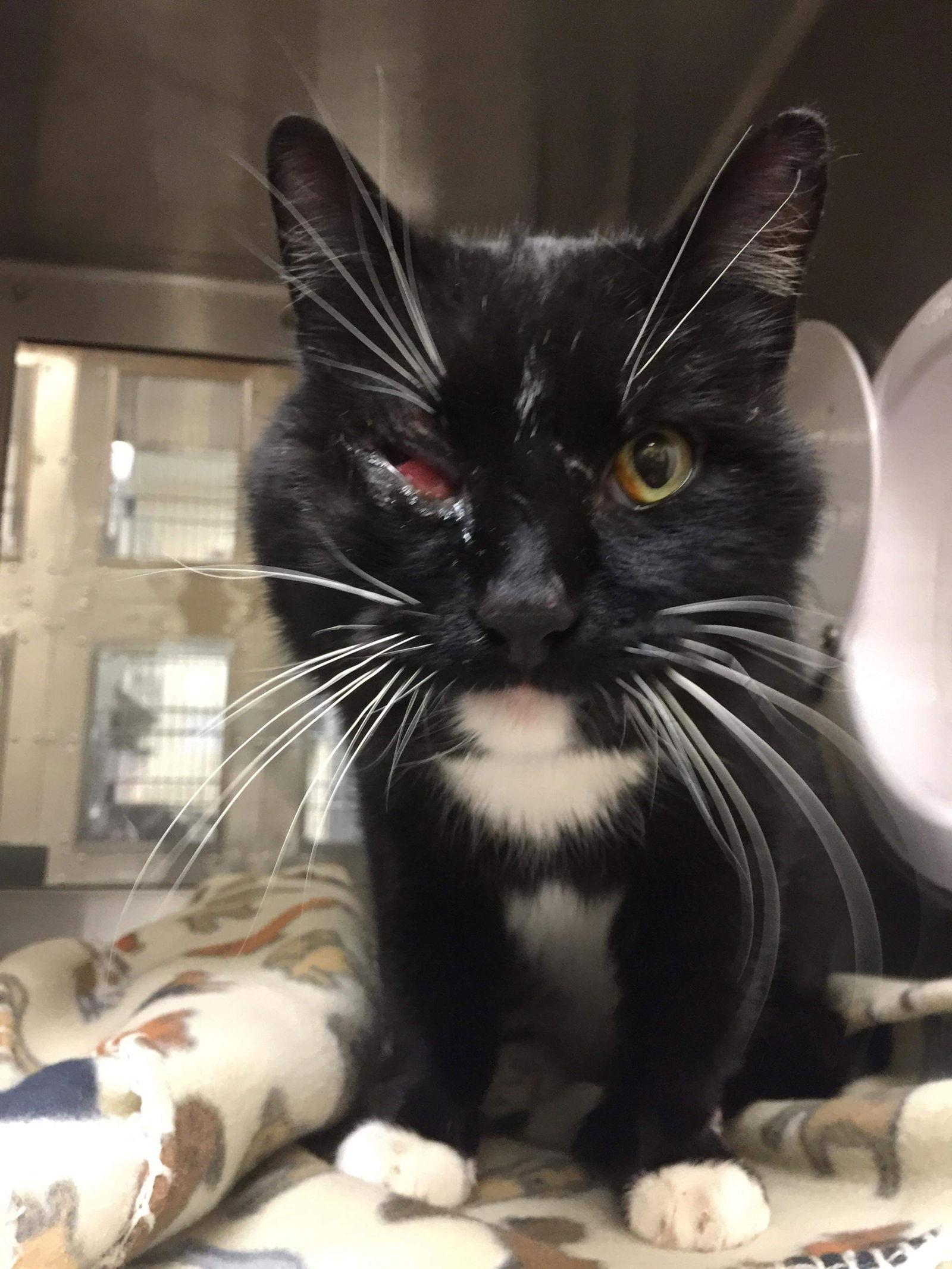 Enlarge Hawk- FIV+, a Adopted Domestic Short Hair in Laramie, WY image 1/3