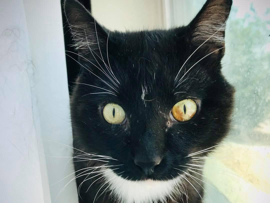 Enlarge Hawk- FIV+, a Adopted Domestic Short Hair in Laramie, WY image 2/3