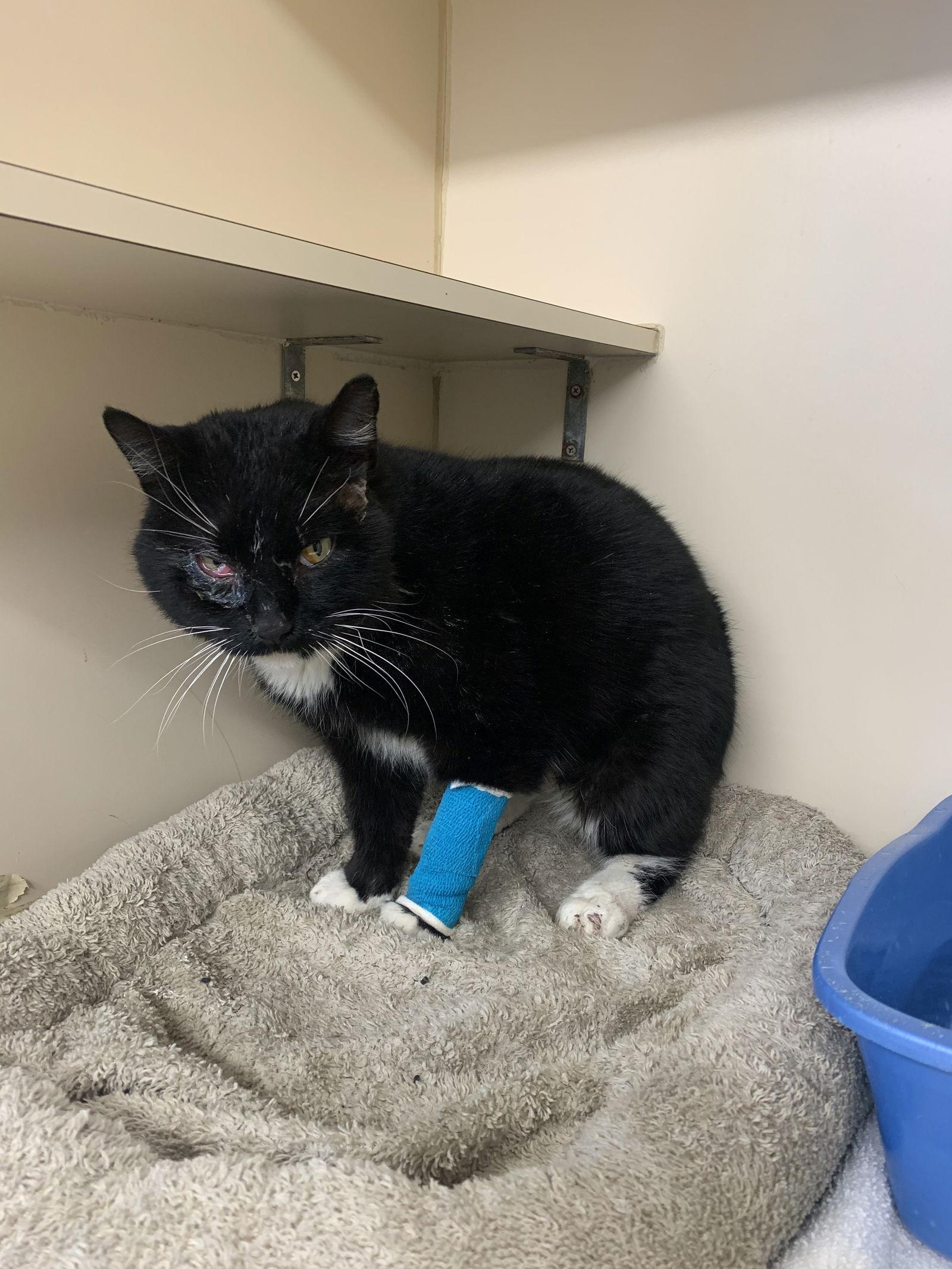 Enlarge Hawk- FIV+, a Adopted Domestic Short Hair in Laramie, WY image 3/3