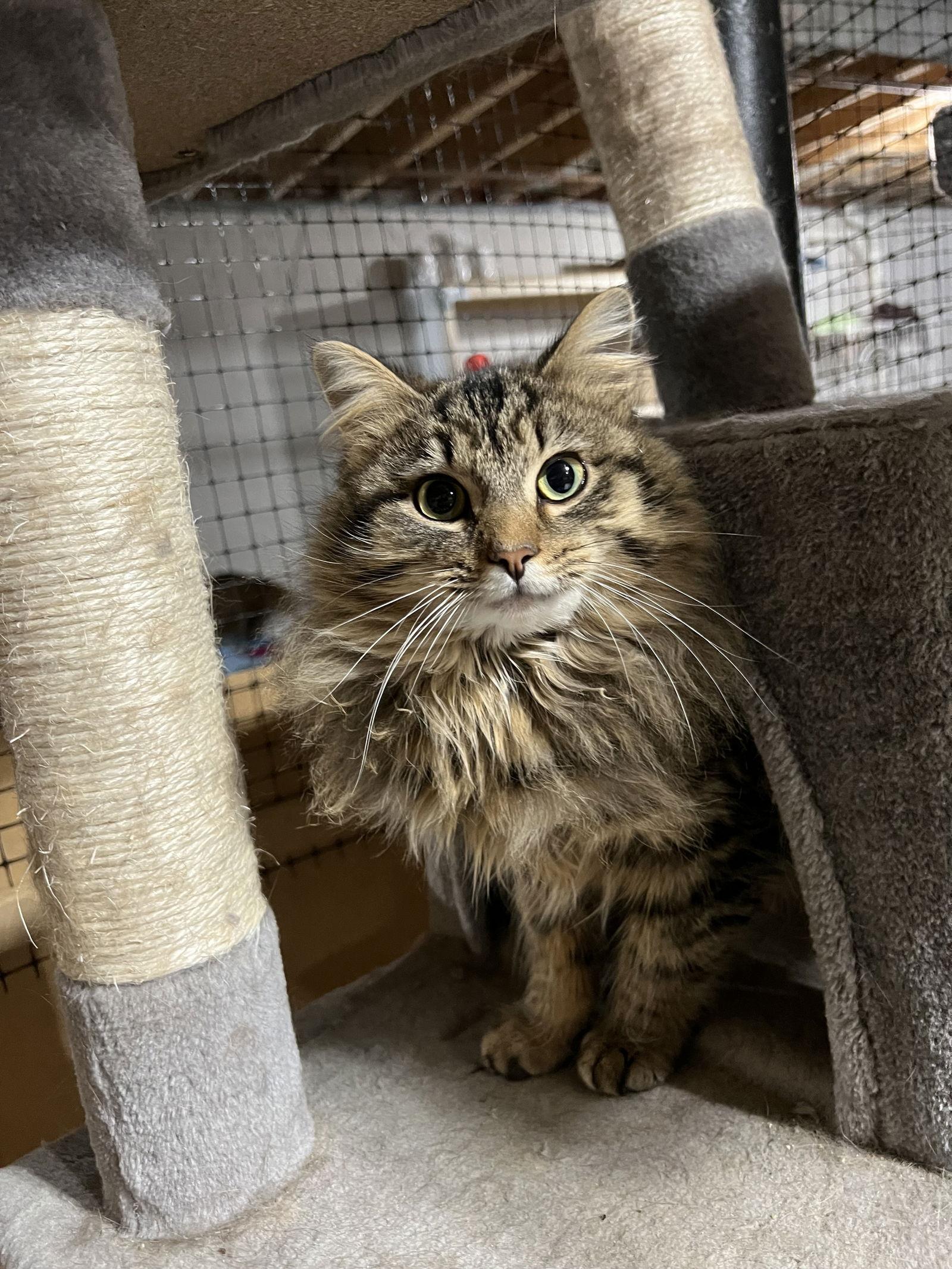 Gwyneth, a Adoptable Domestic Long Hair in Walled Lake, MI image 1/3
