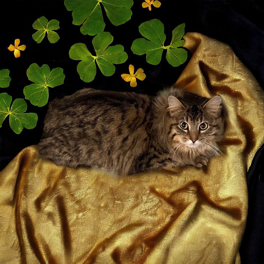 Gwyneth, a Adoptable Domestic Long Hair in Walled Lake, MI image 3/3