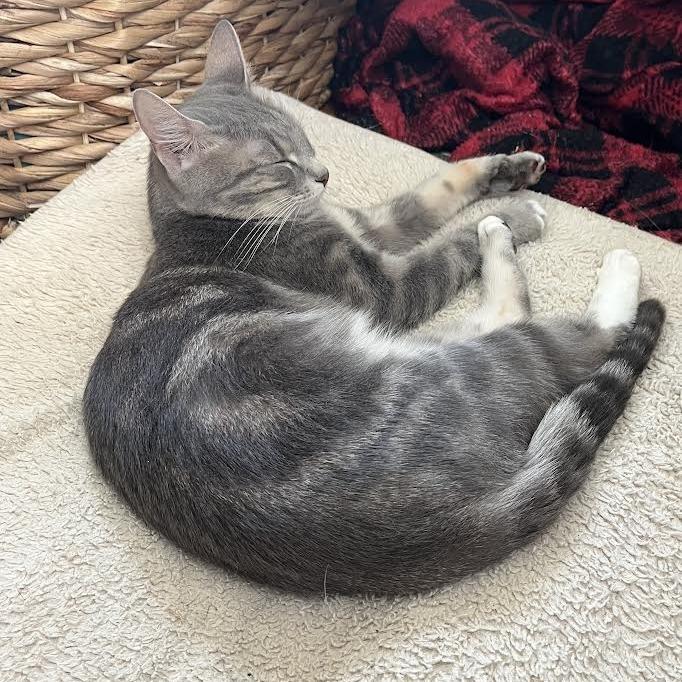 Sage, Adoptable, Young Female Domestic Medium Hair.