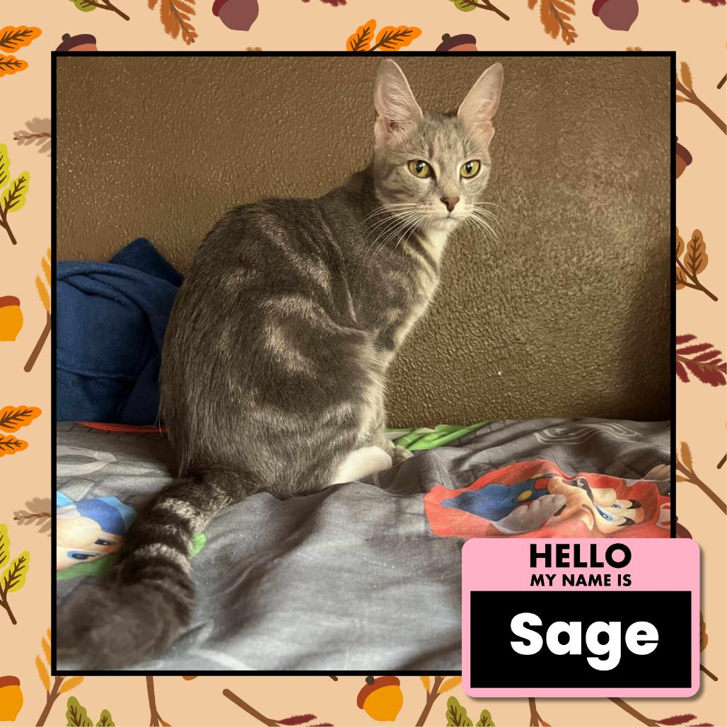 Enlarge Sage, a Adoptable Domestic Medium Hair in Columbus, OH image 2/6