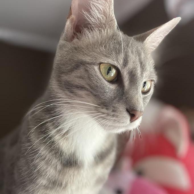 Enlarge Sage, a Adoptable Domestic Medium Hair in Columbus, OH image 3/6