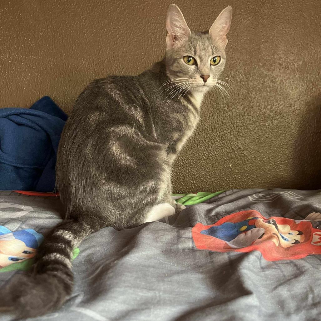 Enlarge Sage, a Adoptable Domestic Medium Hair in Columbus, OH image 4/6