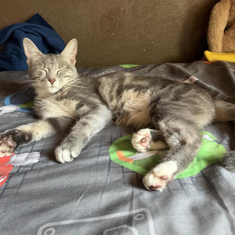 Enlarge Sage, a Adoptable Domestic Medium Hair in Columbus, OH image 5/6