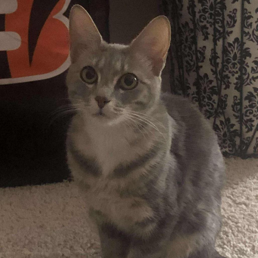 Enlarge Sage, a Adoptable Domestic Medium Hair in Columbus, OH image 6/6