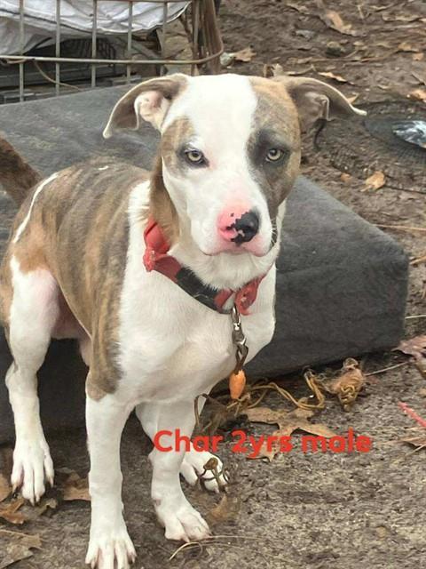CHAR, Adoptable, Young Male Pit Bull Terrier & Mixed Breed.