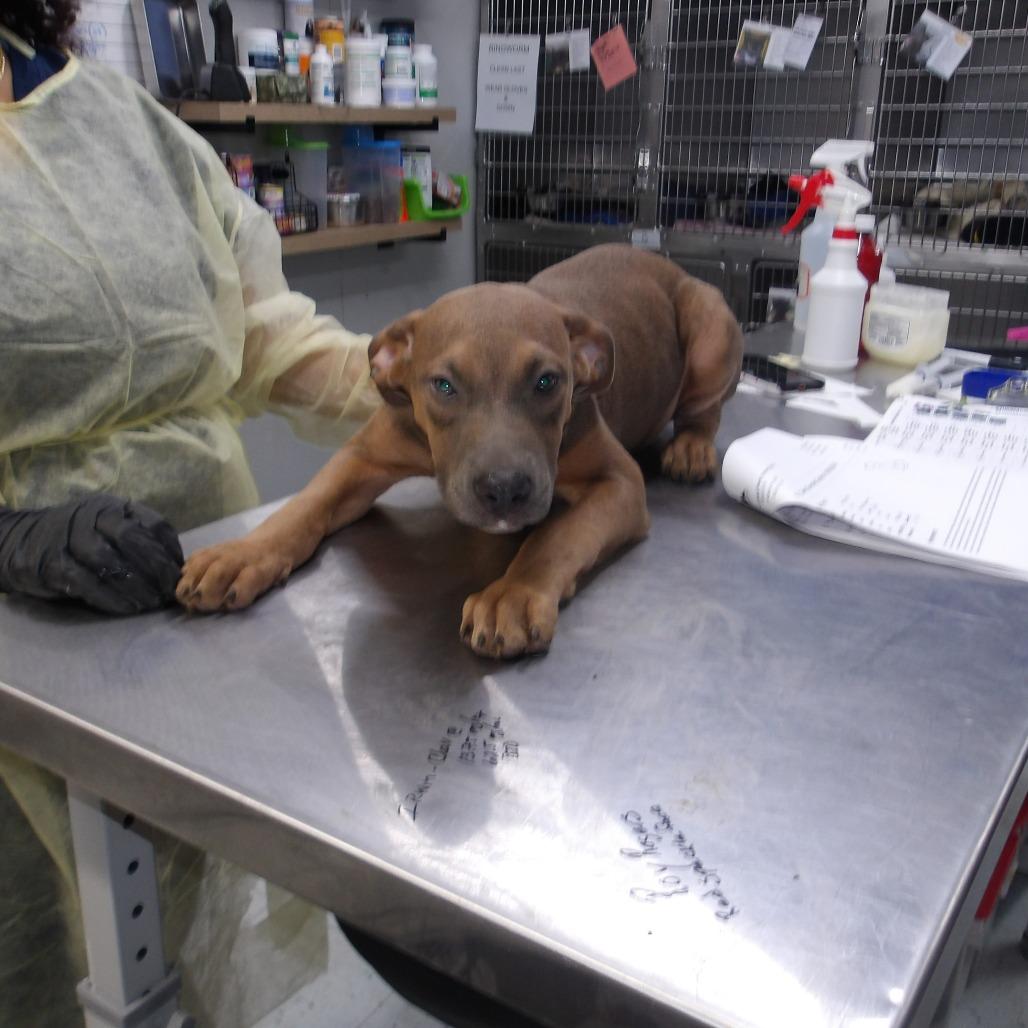 Roy Pup 6 photo
