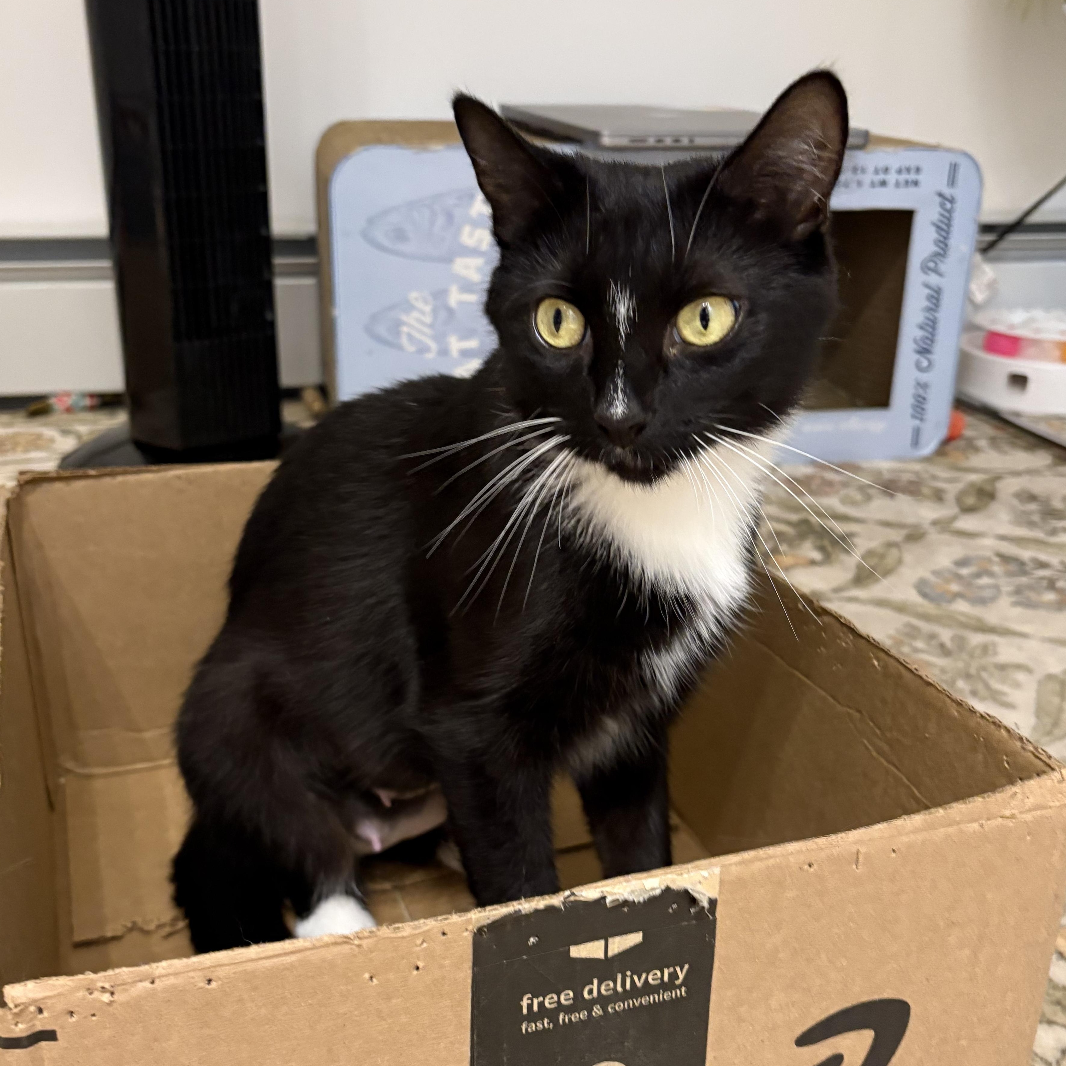 Enlarge LINDY, a Adoptable Domestic Short Hair in East Greenwich, RI image 1/3