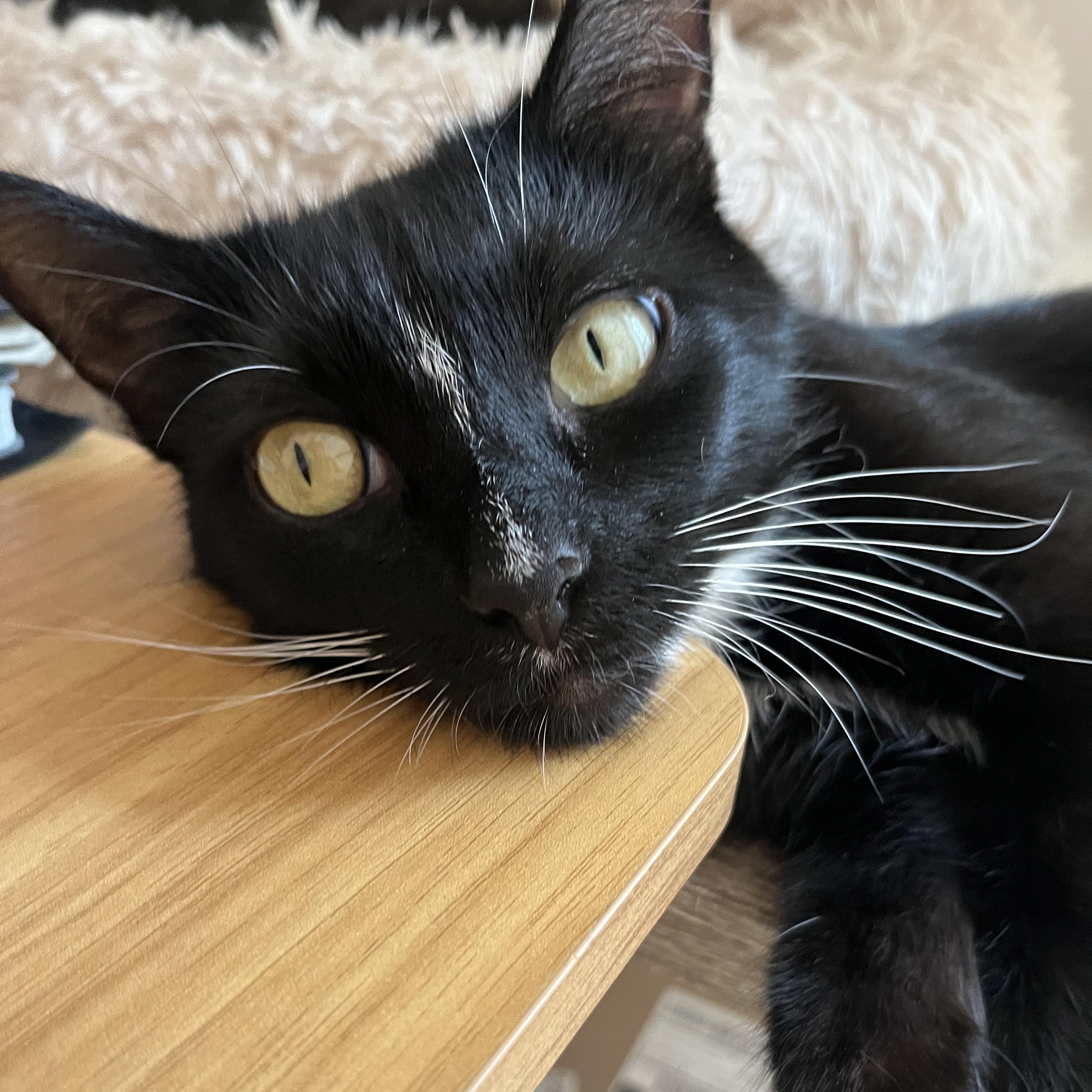 Enlarge LINDY, a Adoptable Domestic Short Hair in East Greenwich, RI image 3/3