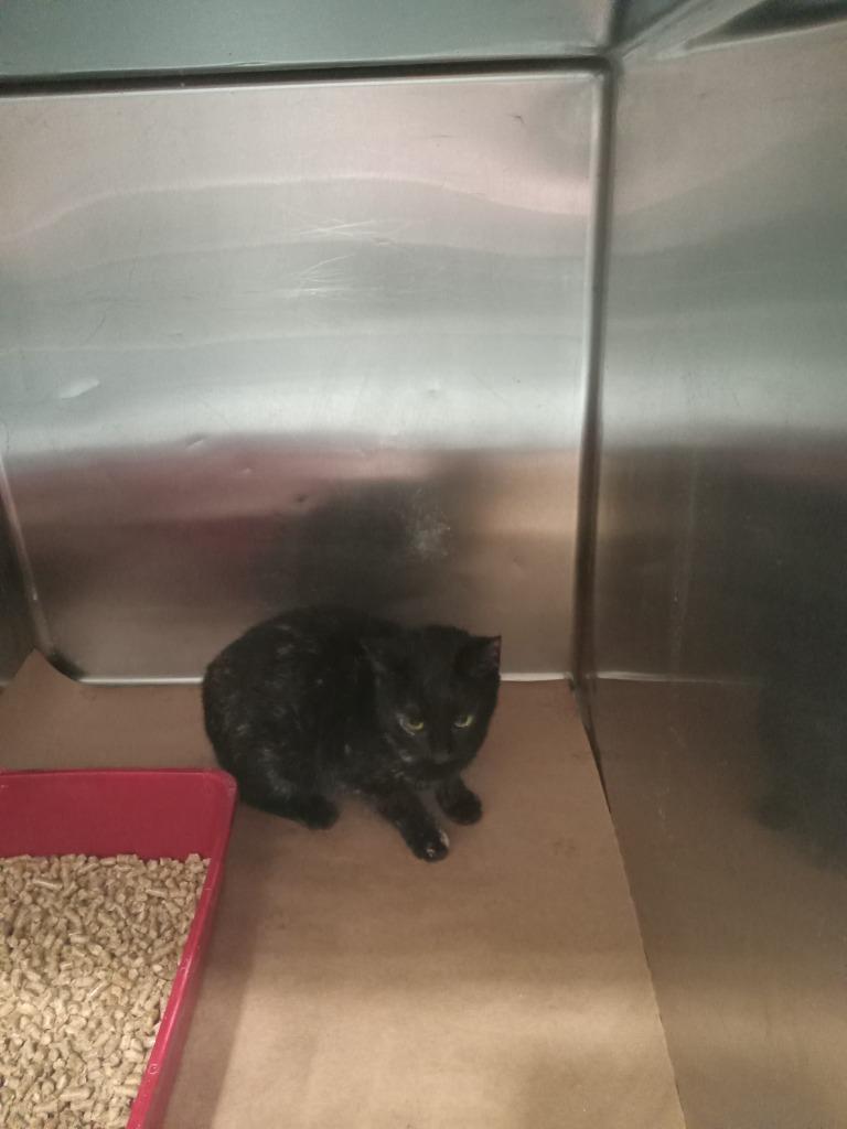 Enlarge Pooty, a Adoptable mixed breed in Cartersville , GA image 1/1