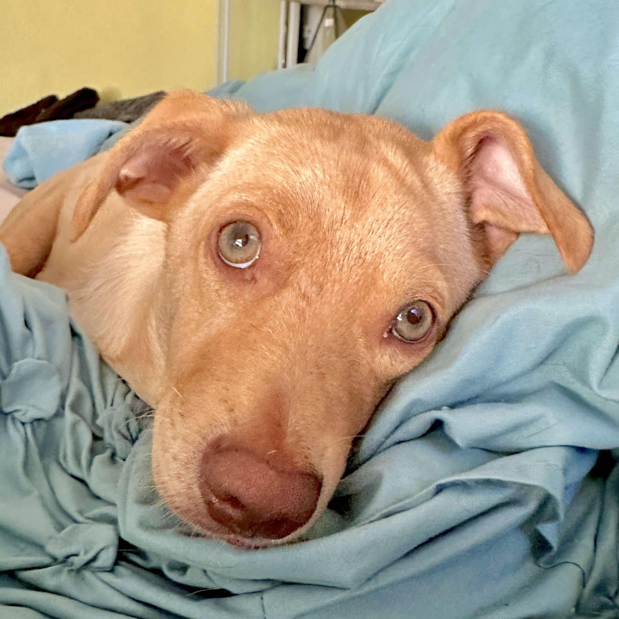 Enlarge Buzz, a Adoptable mixed breed in Seattle, WA image 2/6