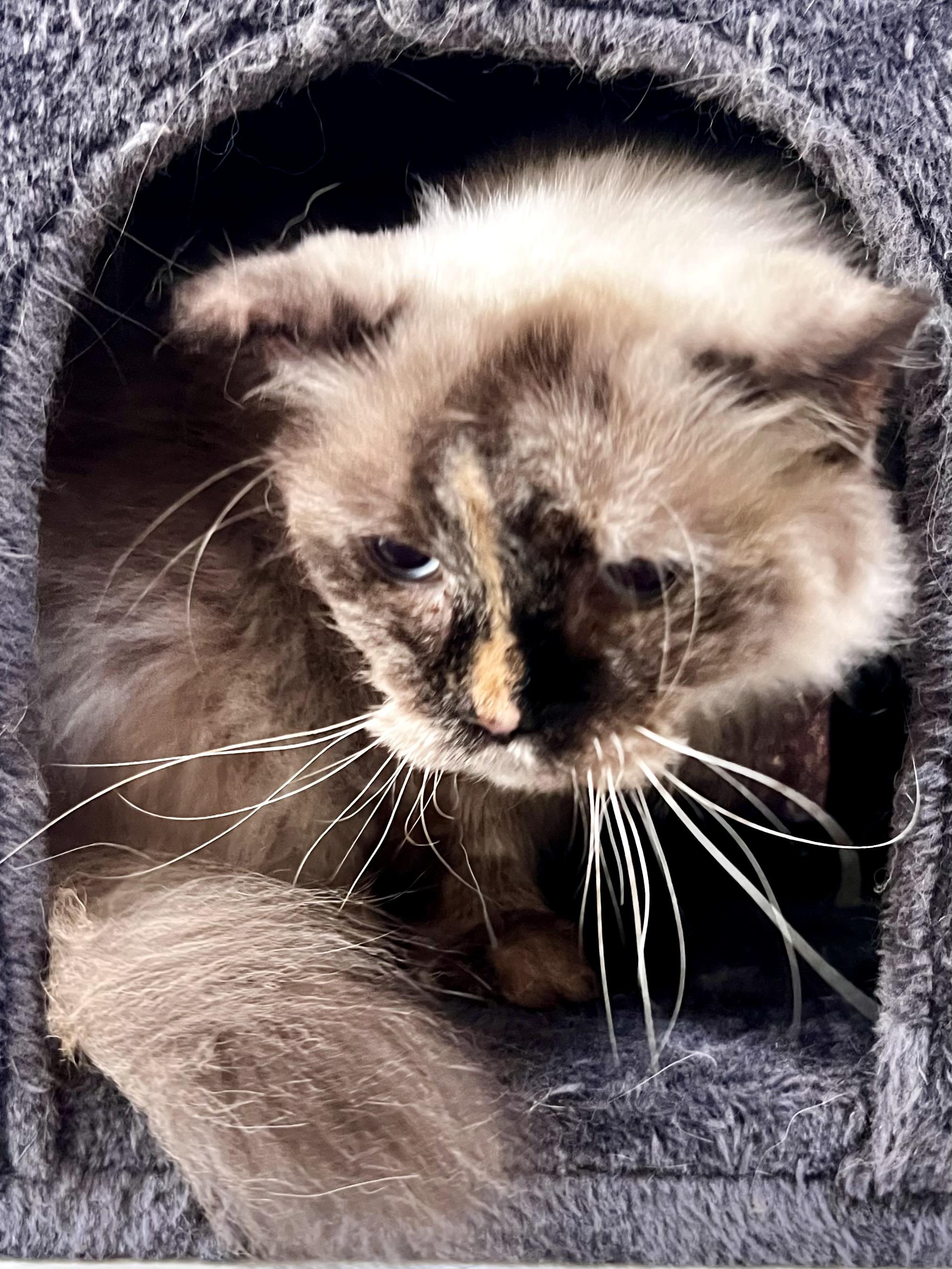 Enlarge Lilly, a Adoptable mixed breed in Ladson, SC image 5/6